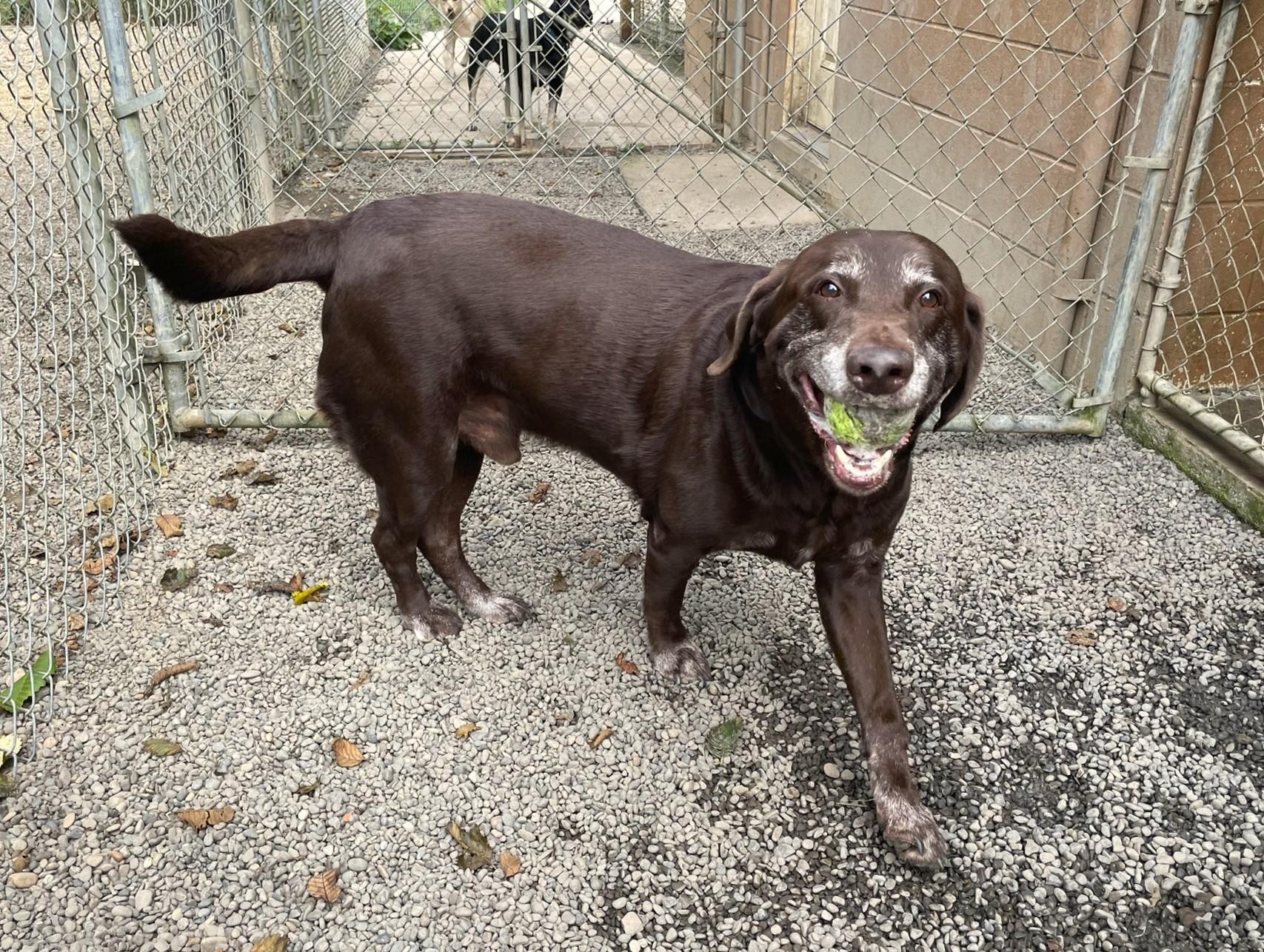 Enlarge Bosco, a Adoptable Chocolate Labrador Retriever in Hoquiam, WA image 2/5