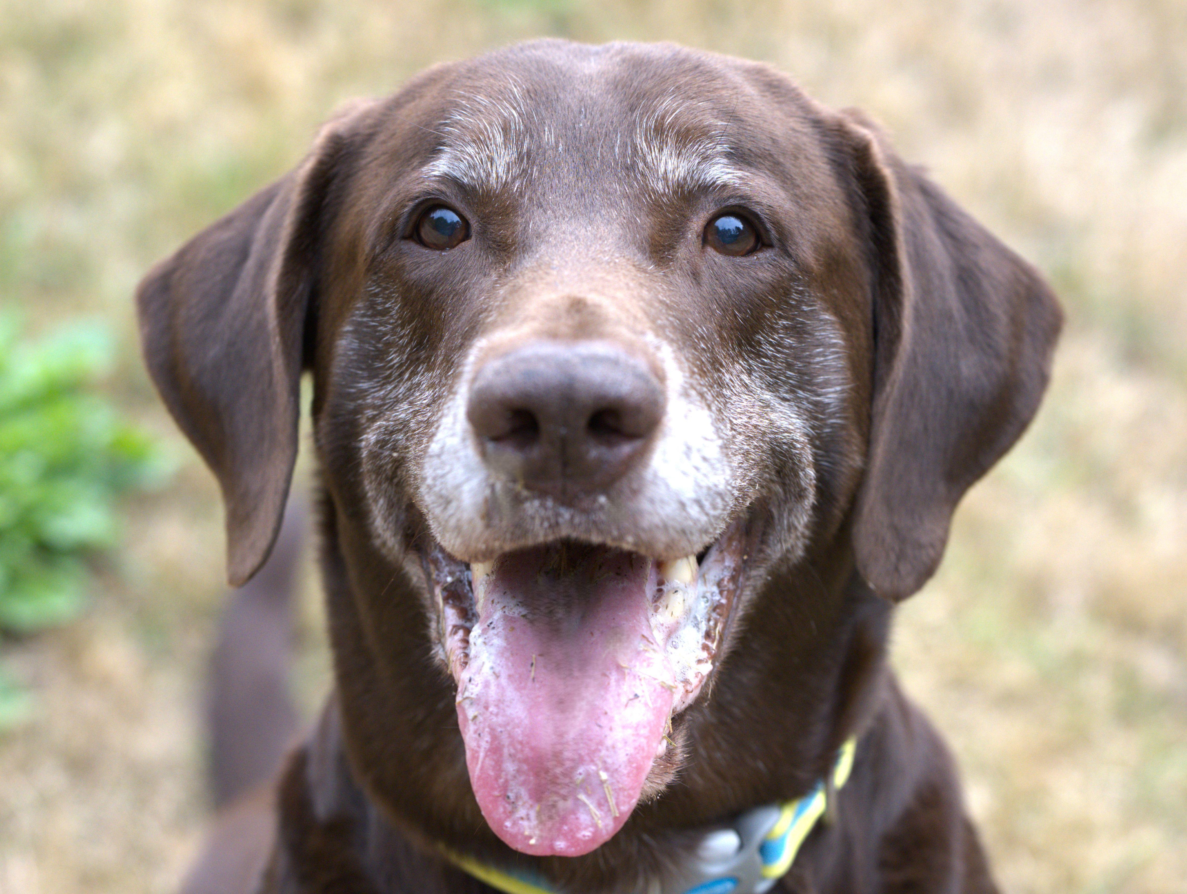 Bosco, Adoptable, Senior Male Chocolate Labrador Retriever.