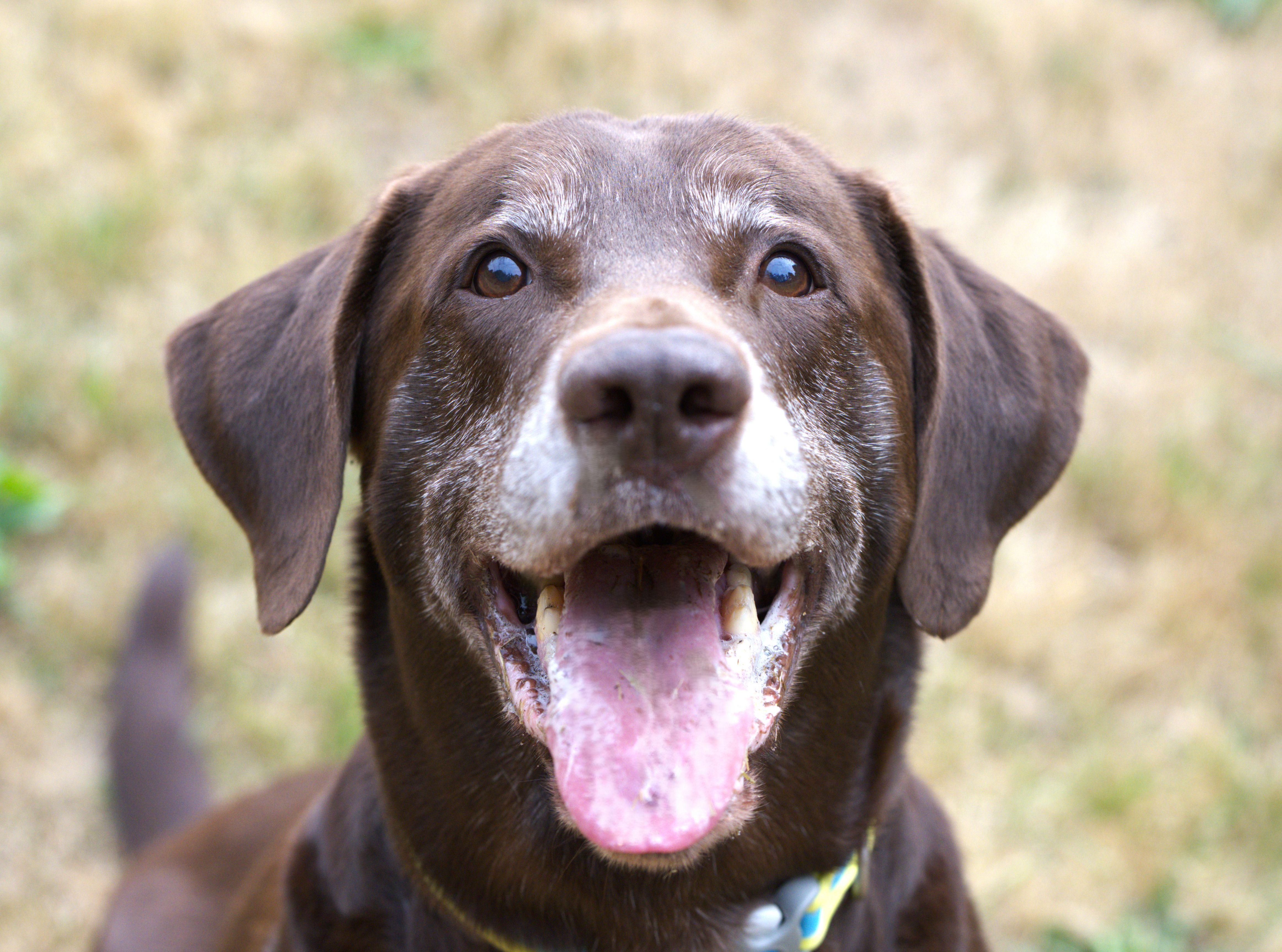Enlarge Bosco, a Adoptable Chocolate Labrador Retriever in Hoquiam, WA image 5/5