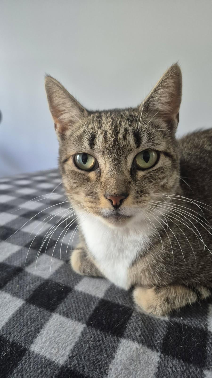 Enlarge Oma, a Adoptable American Shorthair in Linden, NJ image 2/3