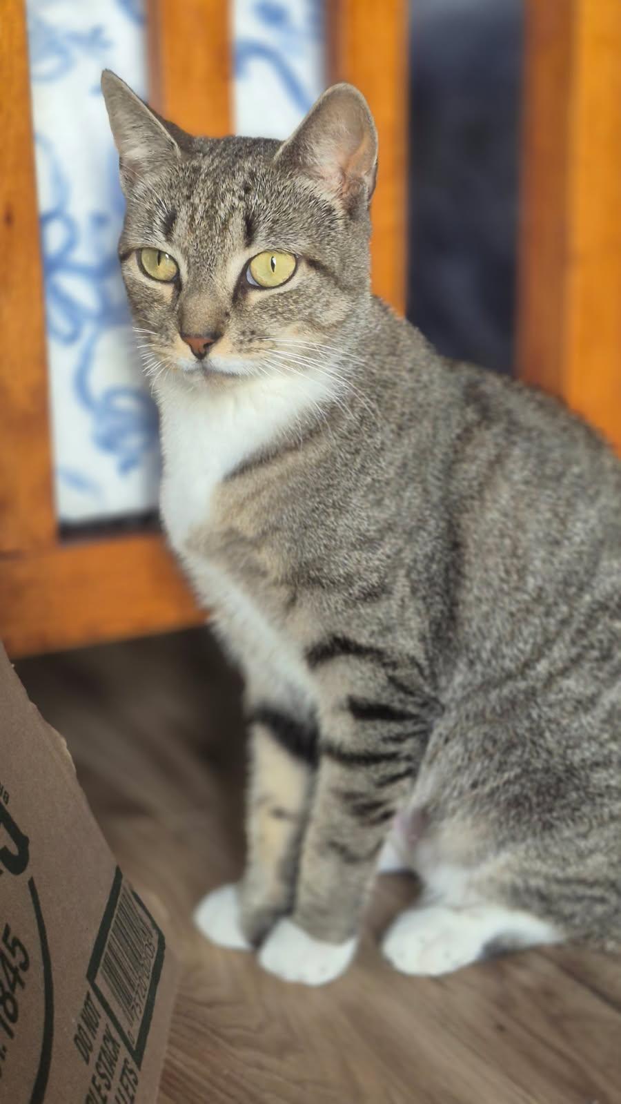 Oma, Adoptable, Adult Female American Shorthair.