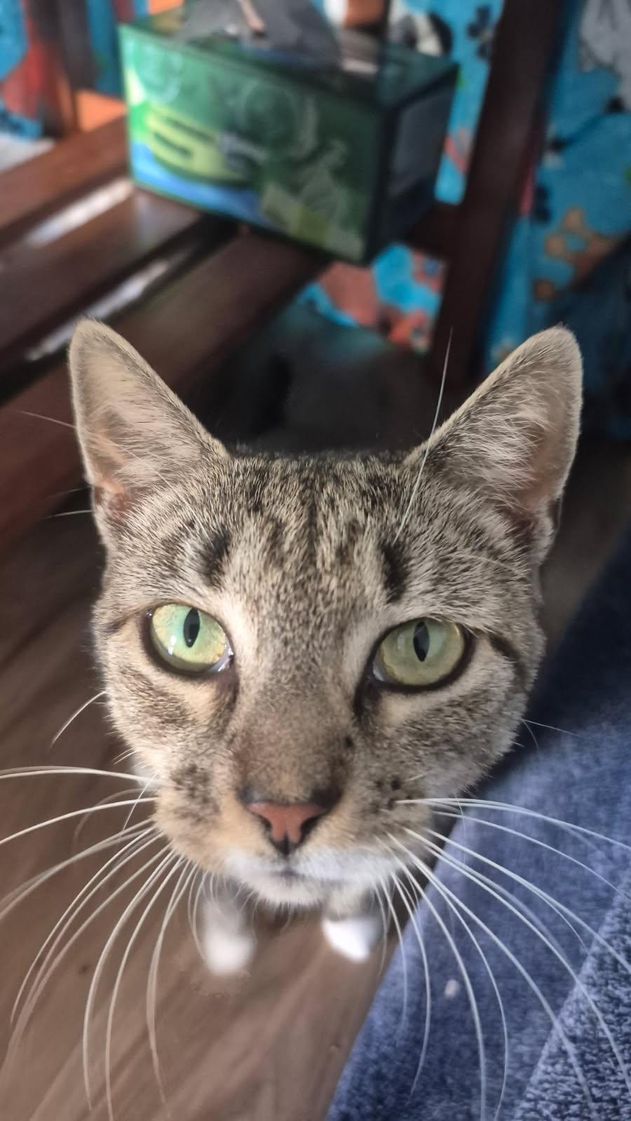 Enlarge Oma, a Adoptable American Shorthair in Linden, NJ image 3/3