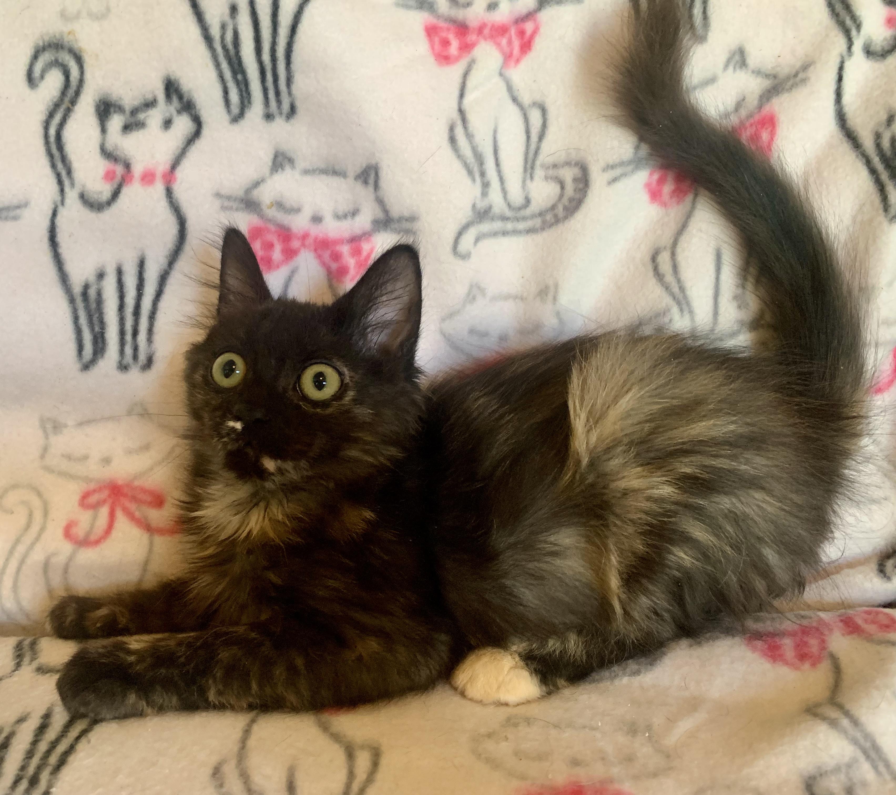 Cappuccino, an adopted mixed breed in San Jose, CA image 2/2