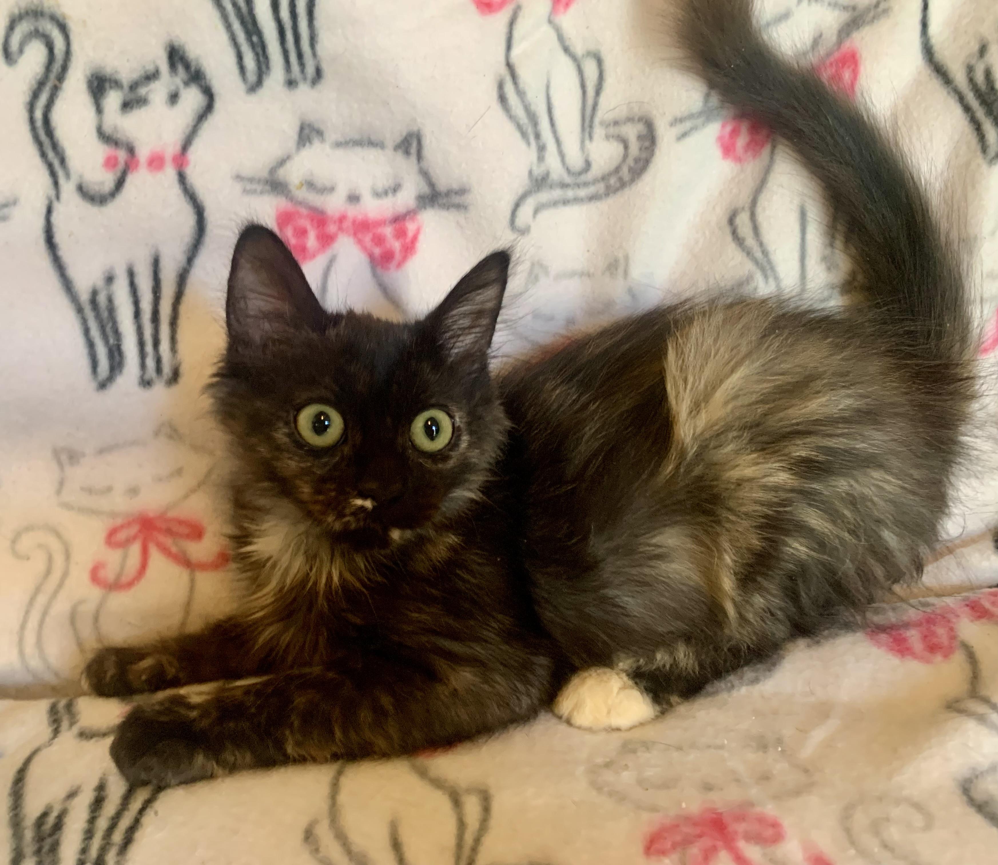 Cappuccino, adopted, Young Female Domestic Medium Hair.