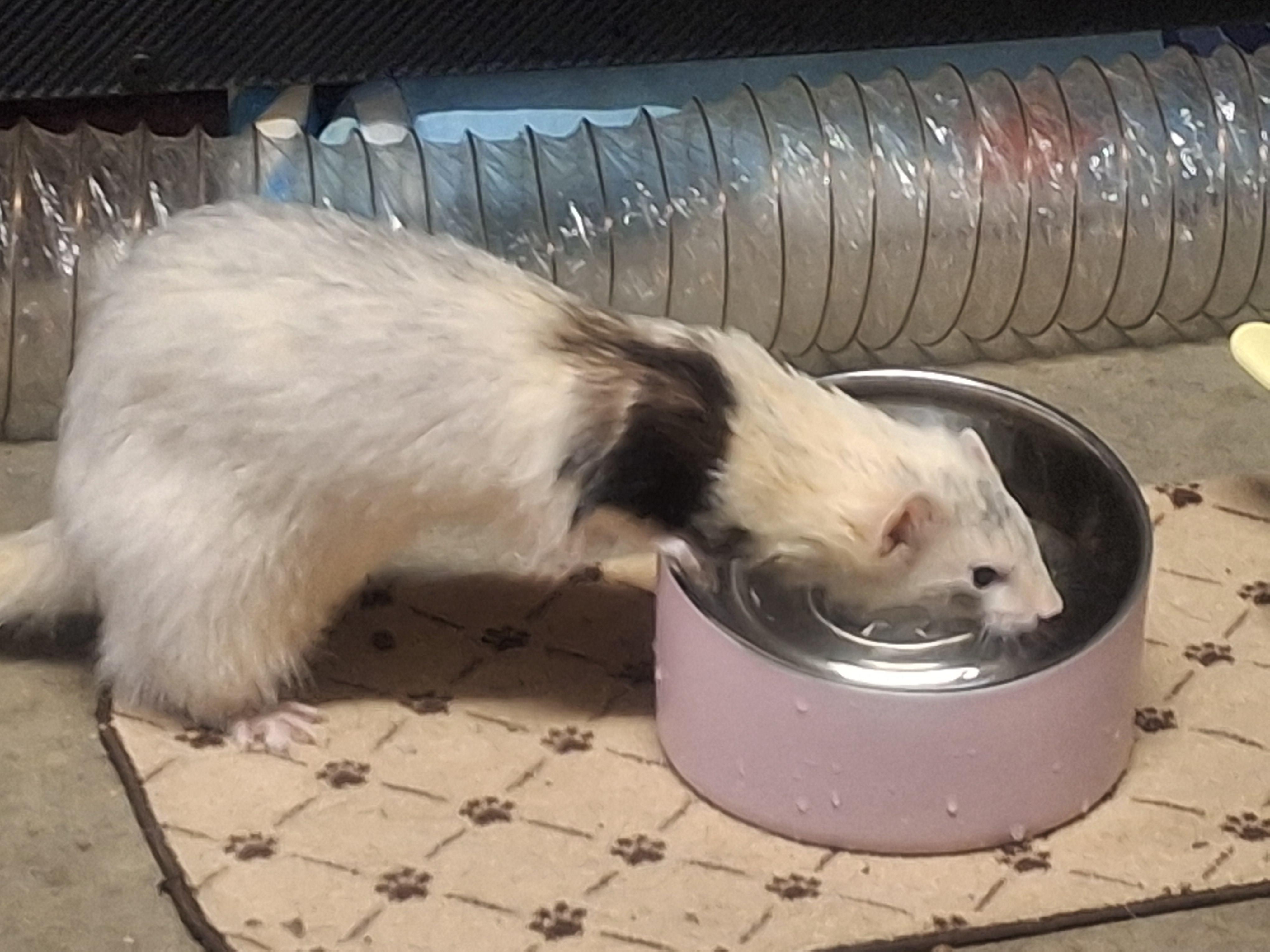 Enlarge Bolt, a Adopted Ferret in Lake worth, FL image 1/1