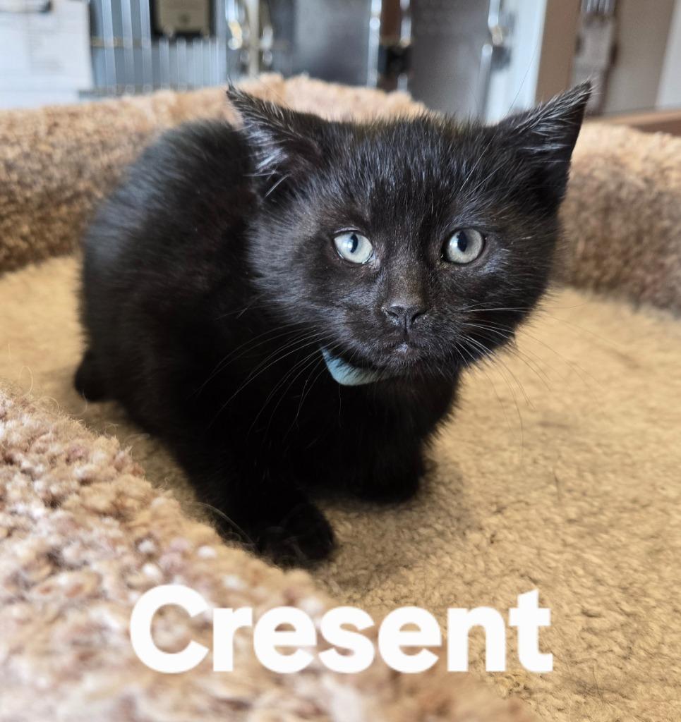 Cresent, Adopted, Kitten Female Domestic Short Hair.
