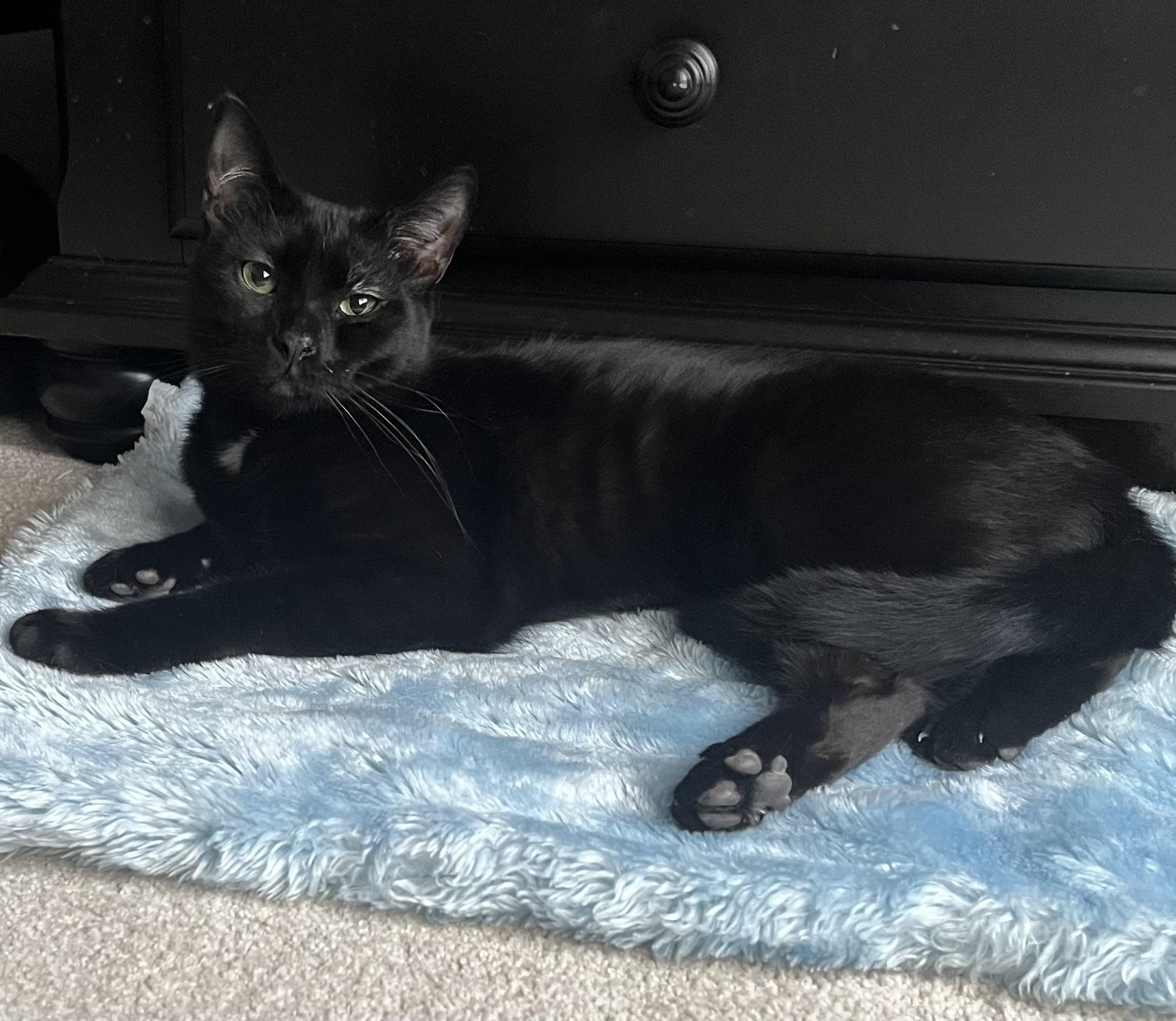 Enlarge Sherlock, a Adoptable Domestic Short Hair in Avondale, PA image 4/4