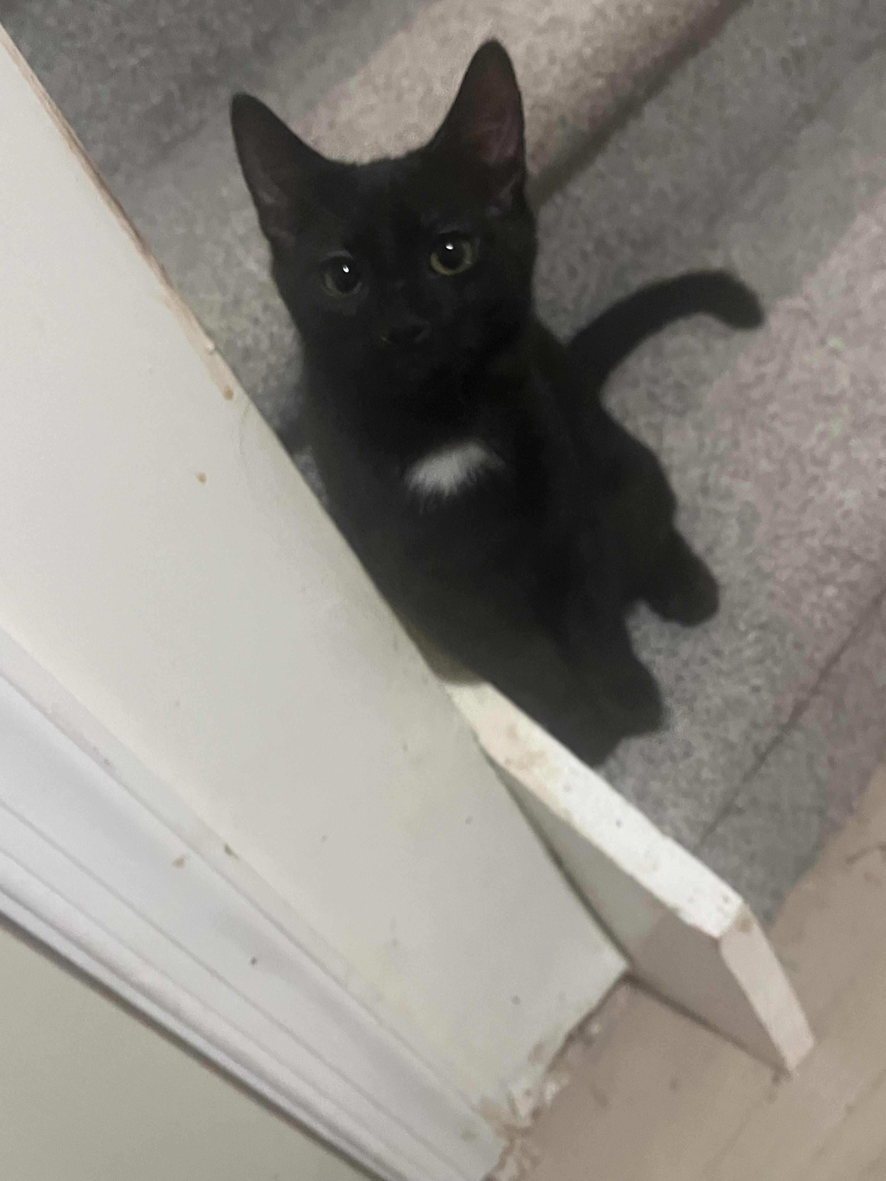 Sherlock, a Adoptable Domestic Short Hair in Avondale, PA image 3/3