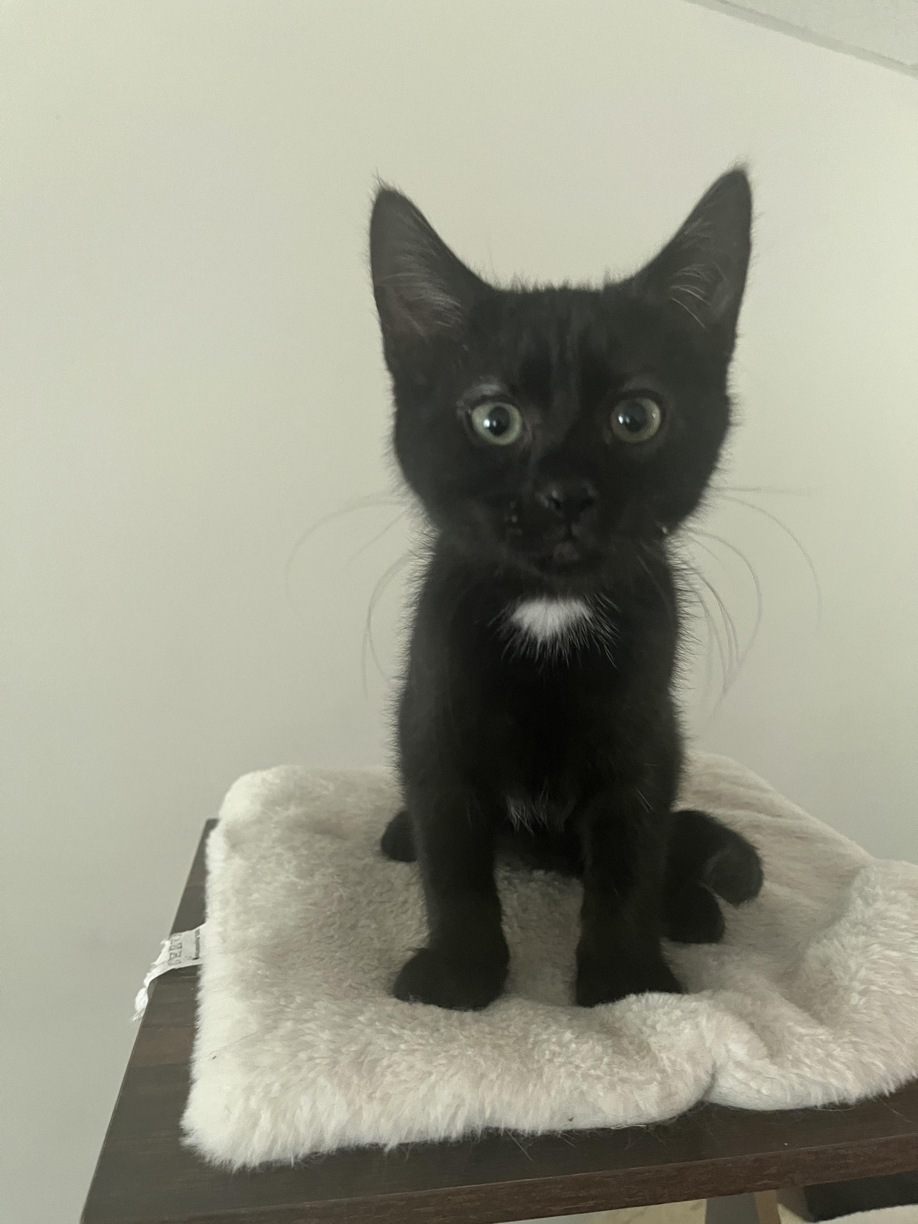 Sherlock, a Adoptable Domestic Short Hair in Avondale, PA image 2/3