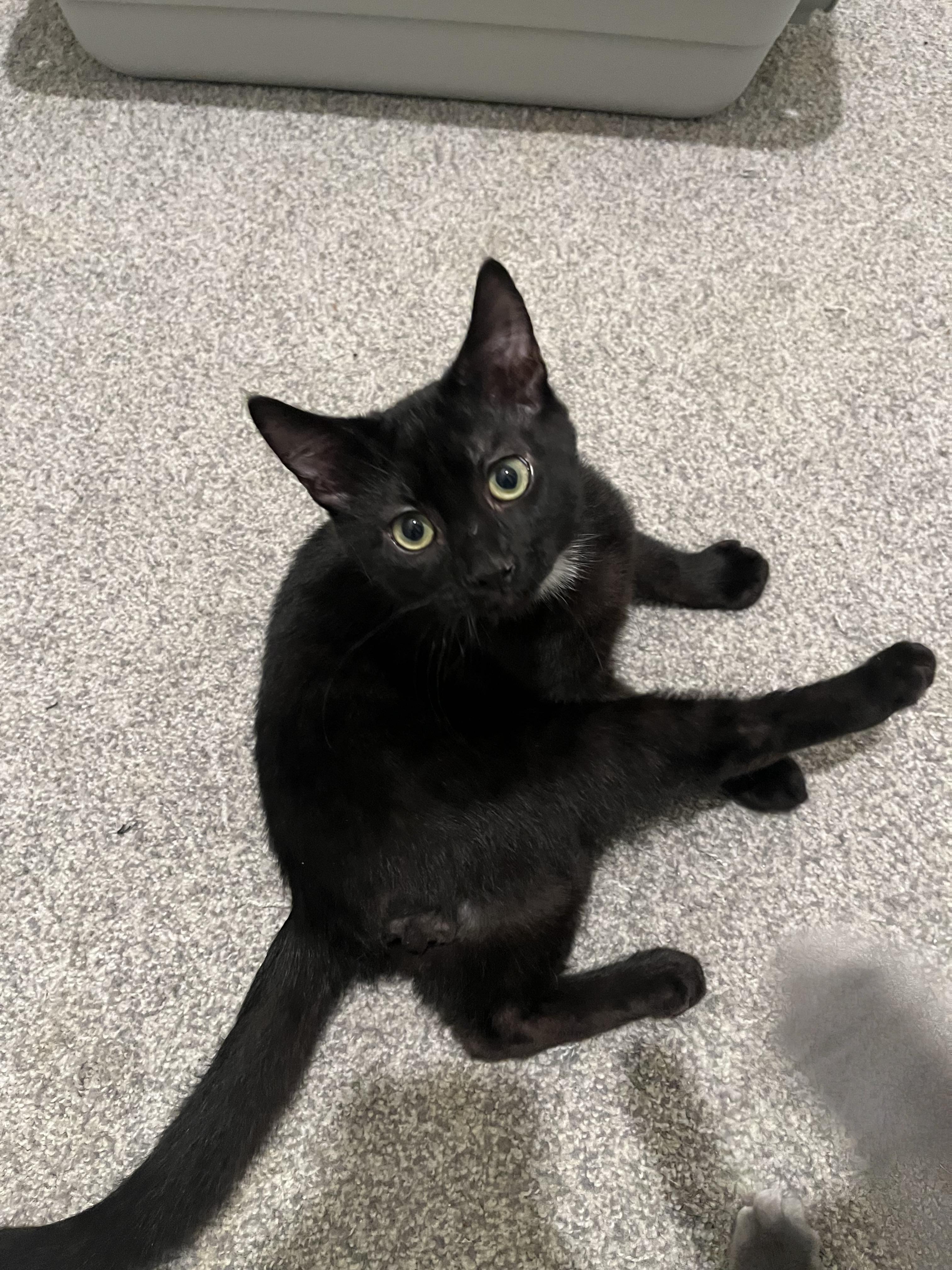 Sherlock, Adoptable, Young Male Domestic Short Hair.