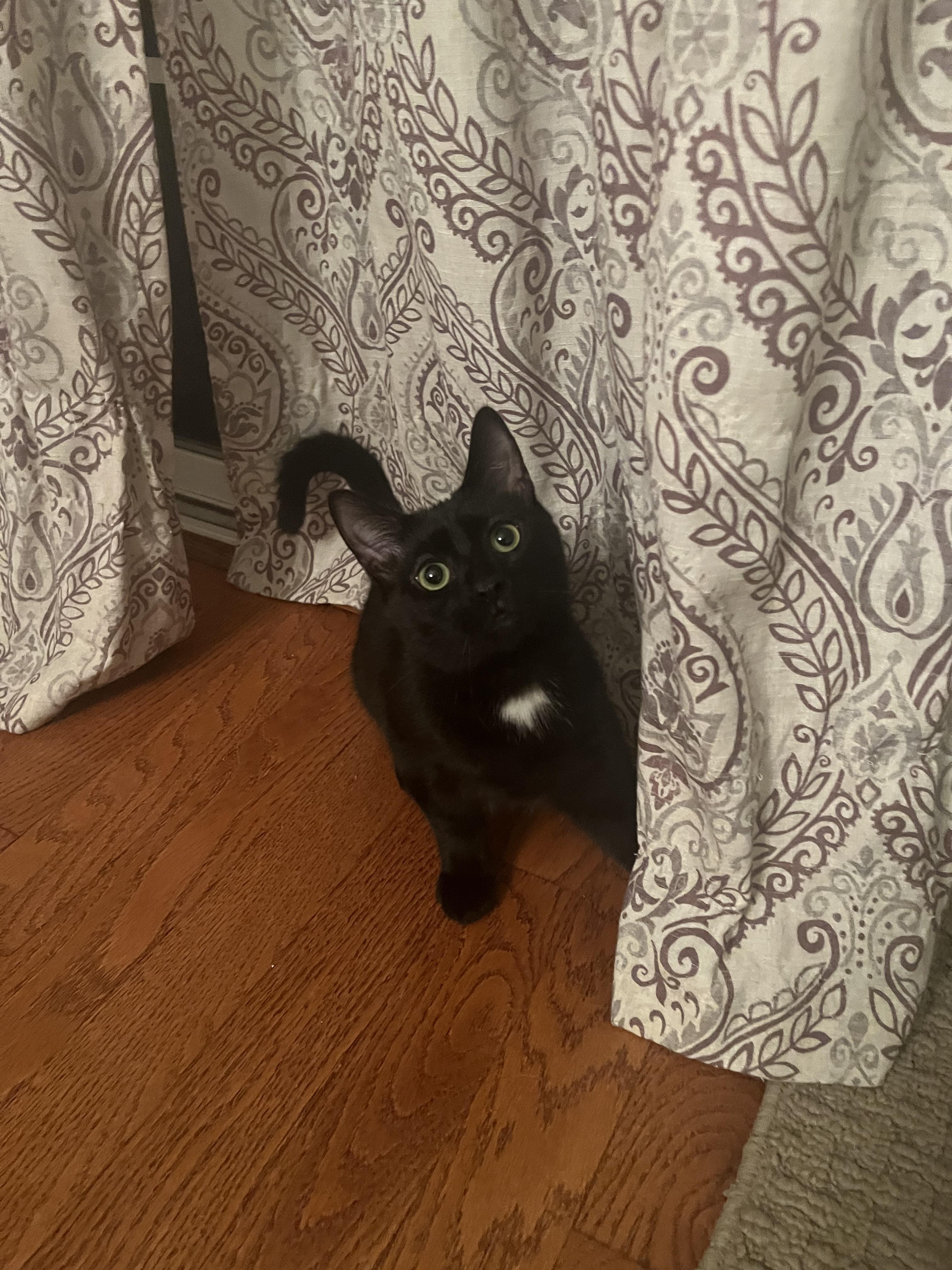 Sherlock, a Adoptable Domestic Short Hair in Avondale, PA image 2/4