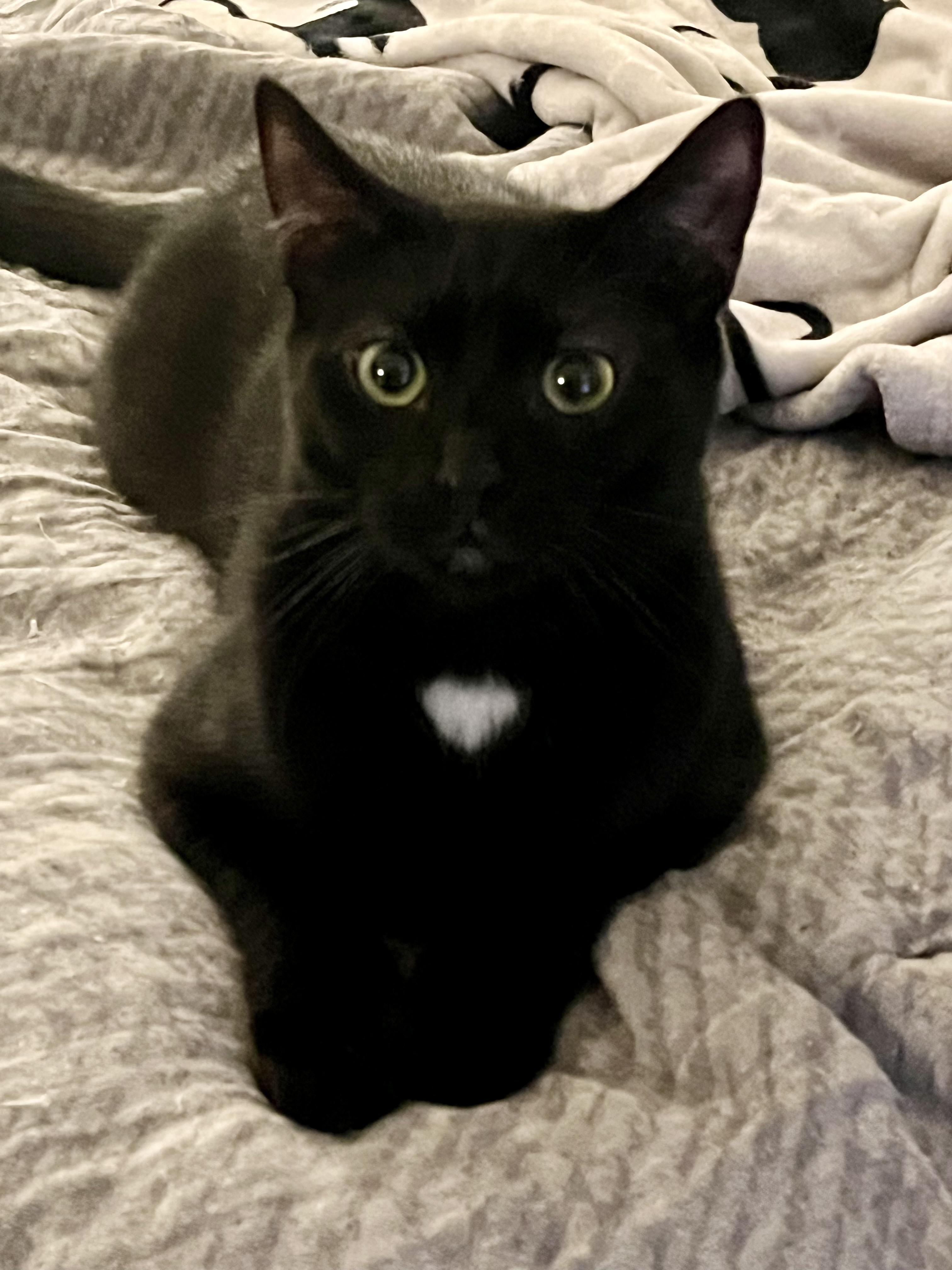 Sherlock, Adoptable, Young Male Domestic Short Hair.