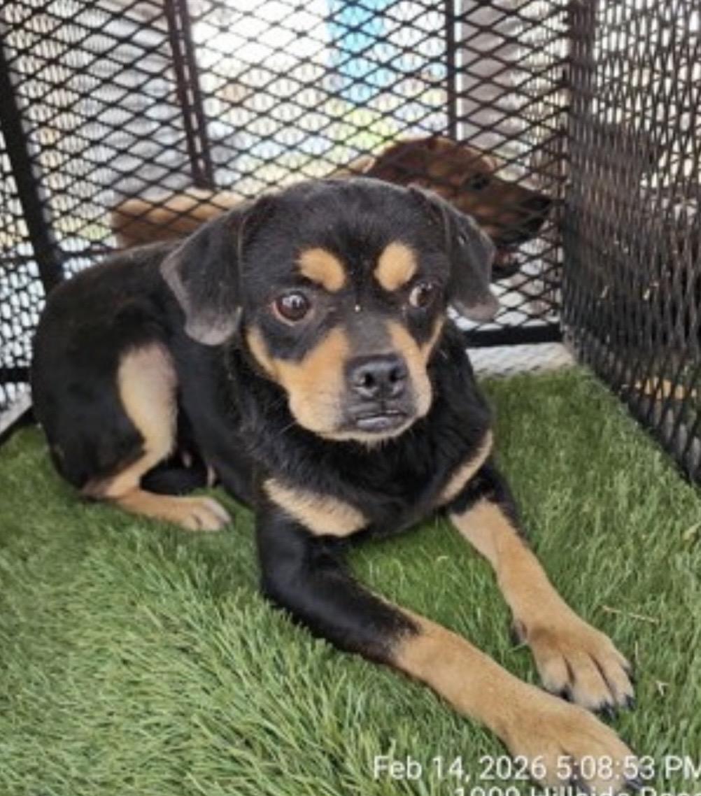 Lola, ADOPTABLE, Young Female Pug.