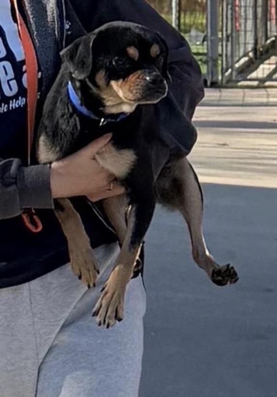 Lola, a ADOPTABLE mixed breed in Newmarket, ON image 2/2