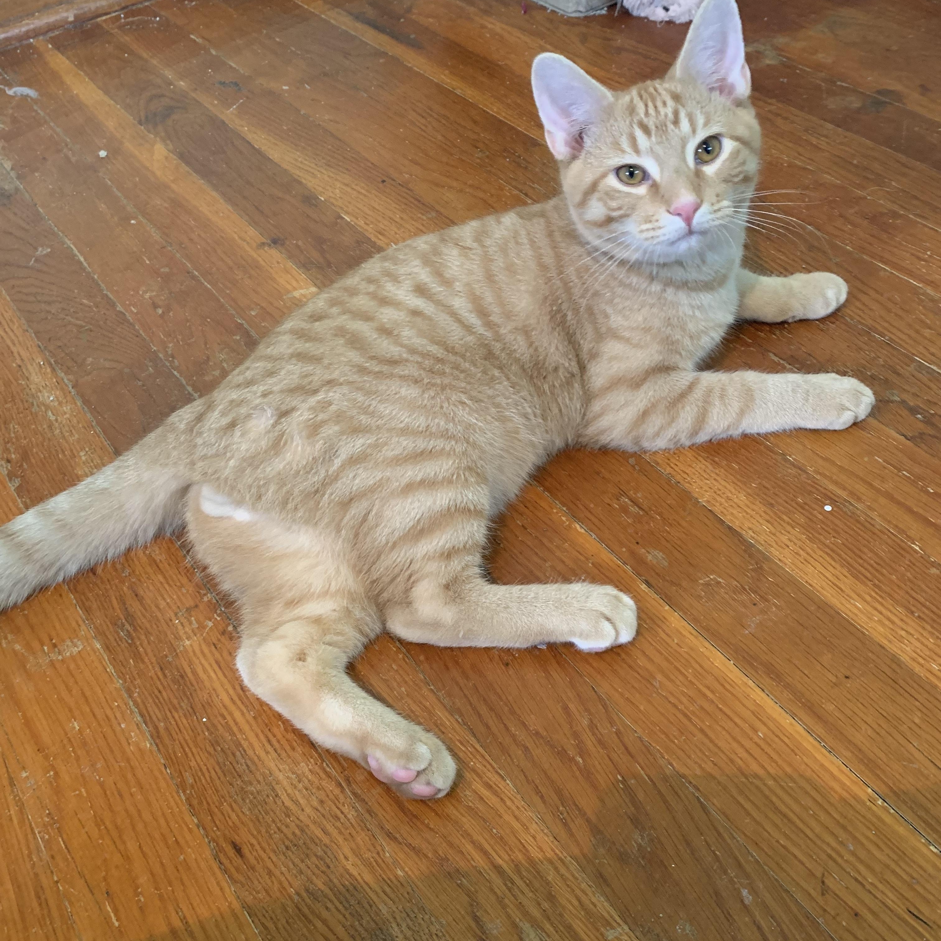 Enlarge Dash, a Adoptable Domestic Short Hair in Greensburg, PA image 2/6