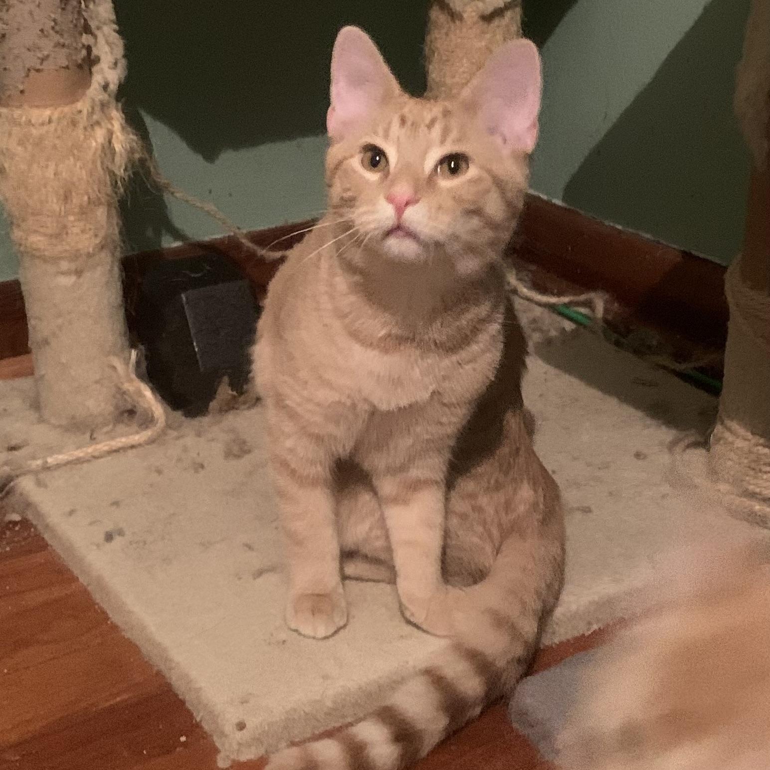 Enlarge Dash, a Adoptable Domestic Short Hair in Greensburg, PA image 6/6