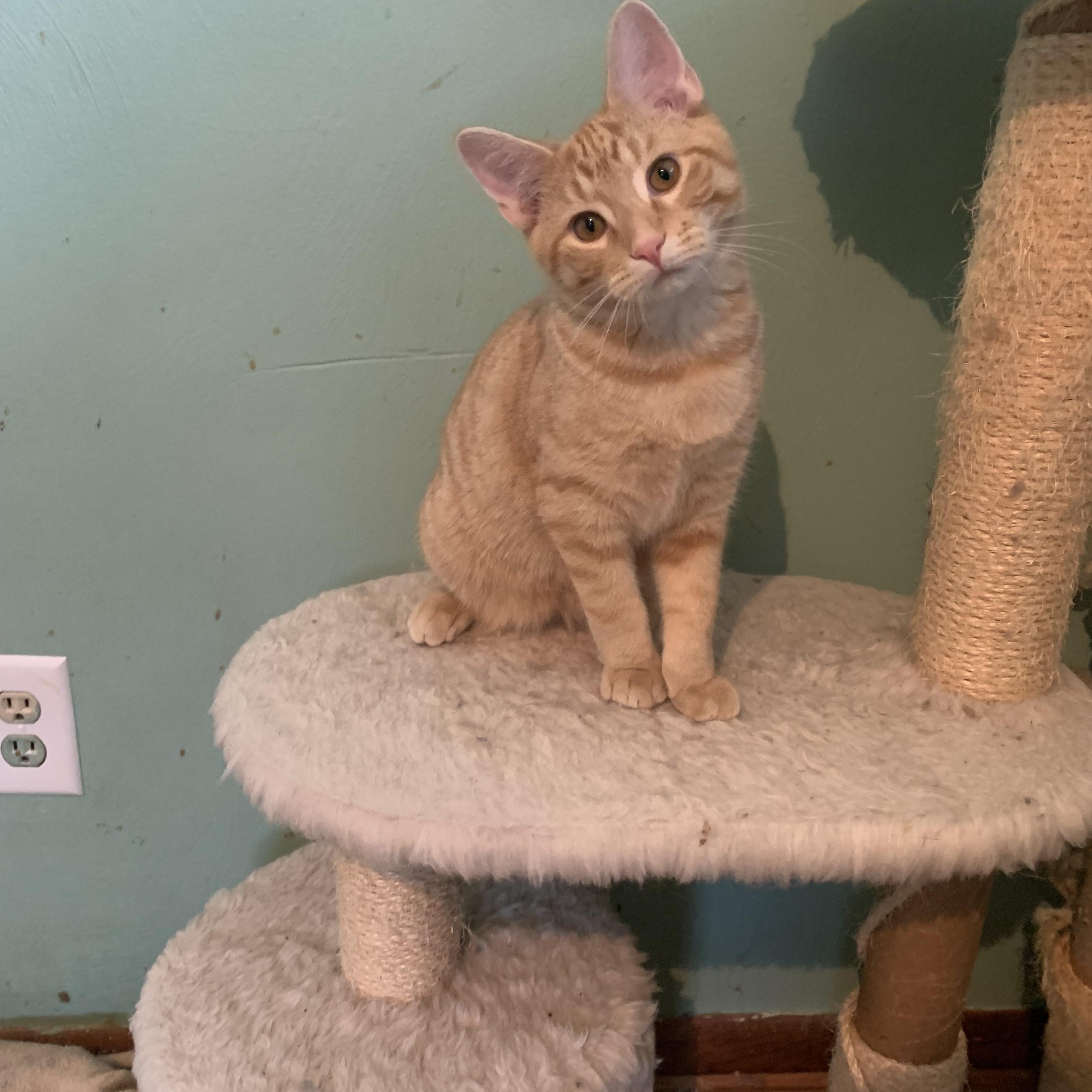 Dash, Adoptable, Kitten Male Domestic Short Hair.