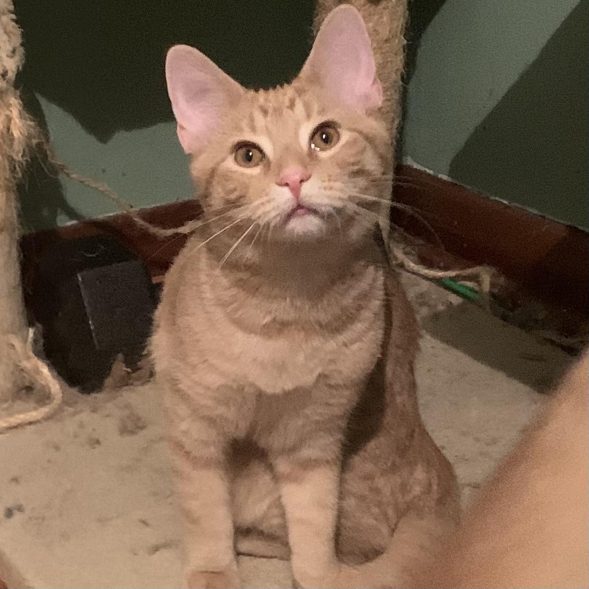 Enlarge Dash, a Adoptable Domestic Short Hair in Greensburg, PA image 5/6