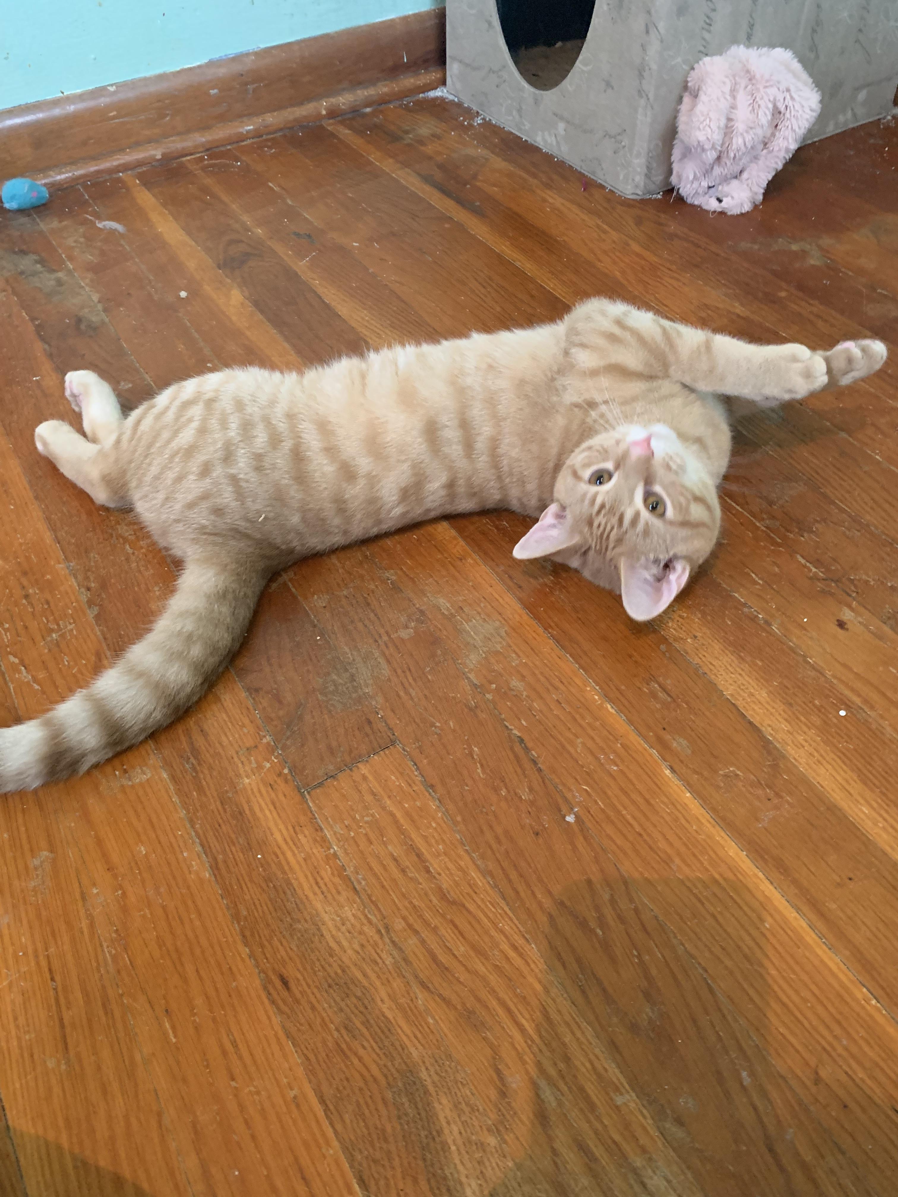 Enlarge Dash, a Adoptable Domestic Short Hair in Greensburg, PA image 4/6