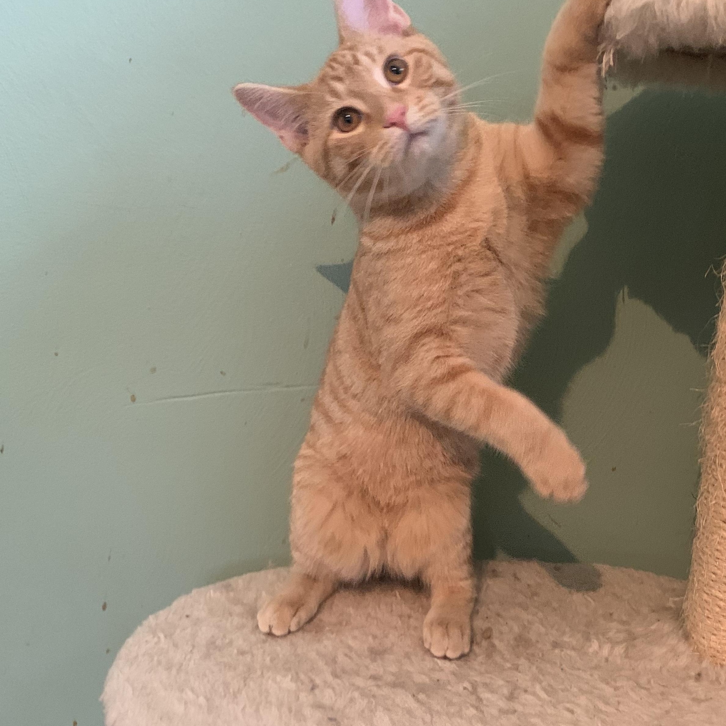 Enlarge Dash, a Adoptable Domestic Short Hair in Greensburg, PA image 3/6