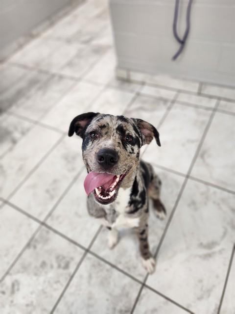 GHOST, Adoptable, Young Male Catahoula Leopard Dog.
