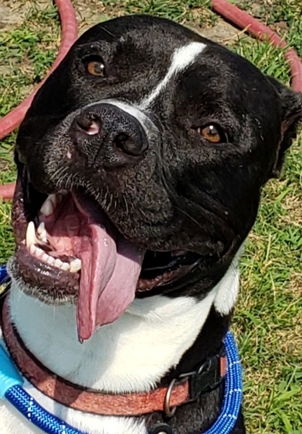 Stanley, a Adoptable mixed breed in Whiting, IN image 1/3