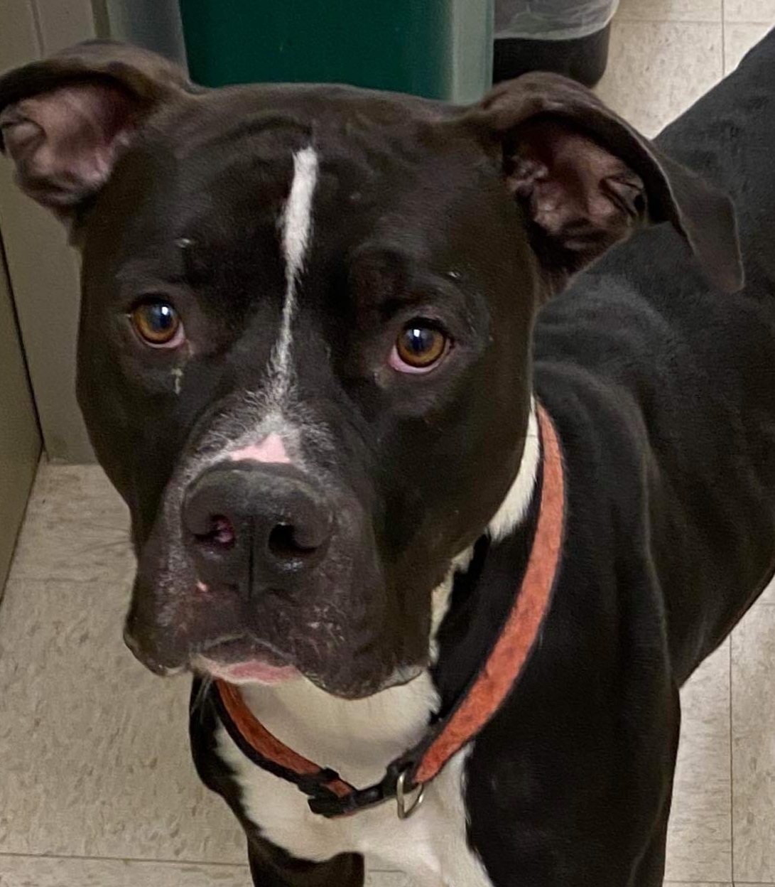 Stanley, a Adoptable mixed breed in Whiting, IN image 2/3