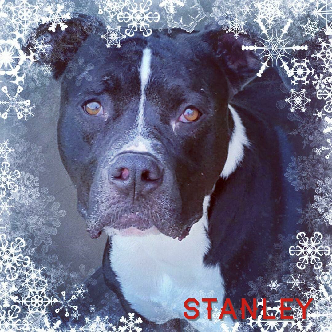 Stanley, Adult Male unknown