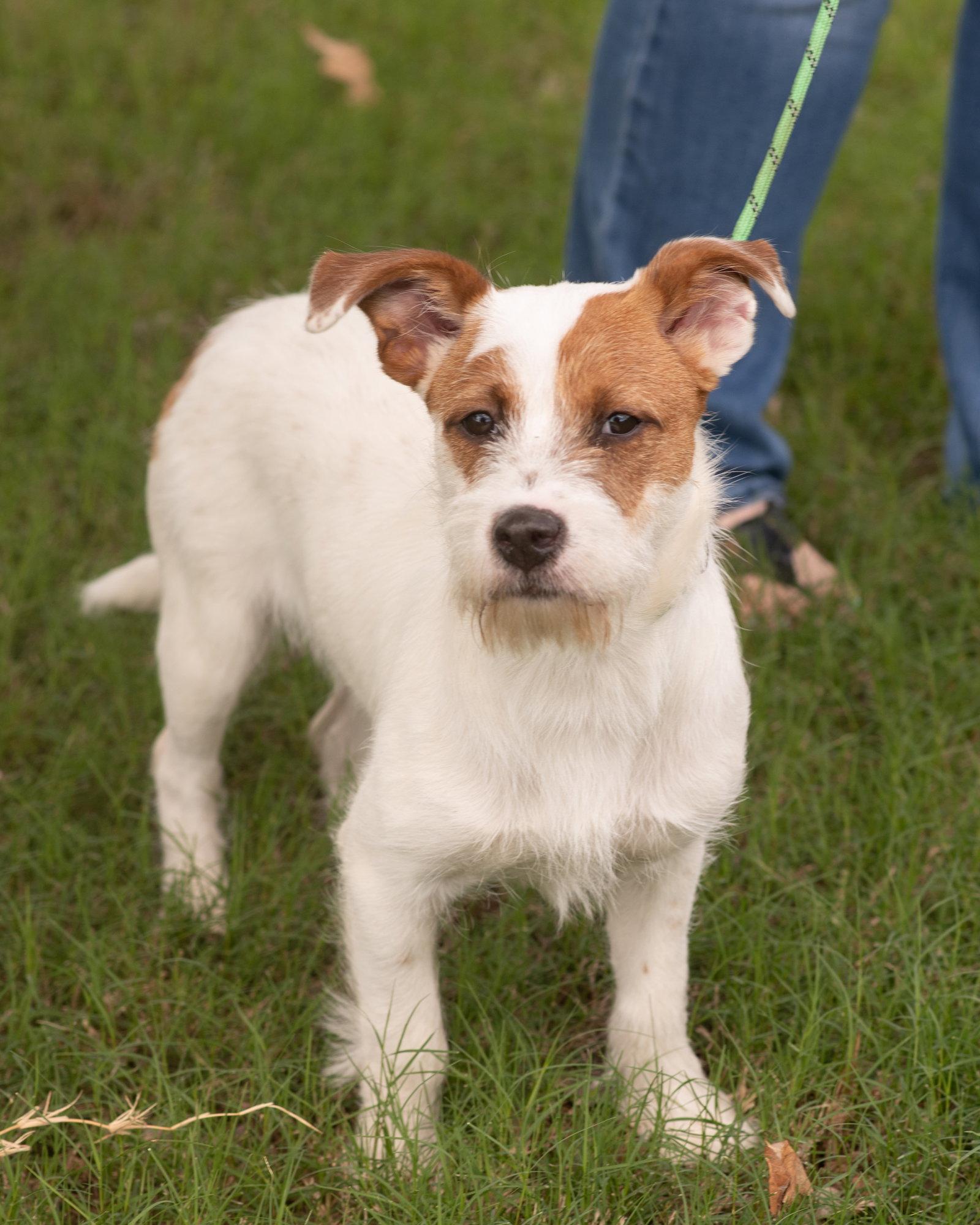 Tater, Adopted, Young Male Parson Russell Terrier & Parson Russell Terrier.