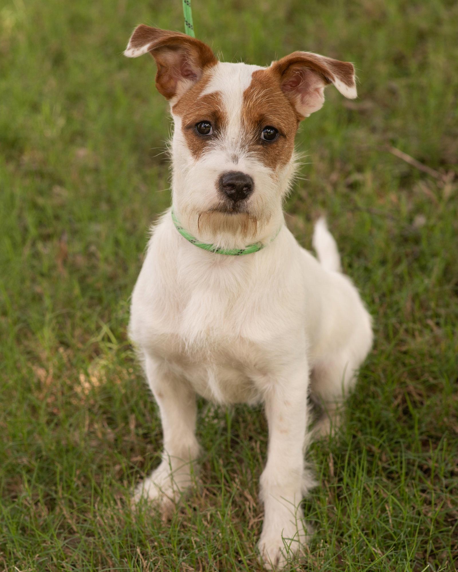 Tater, a Adopted mixed breed in Griswold, CT image 2/3