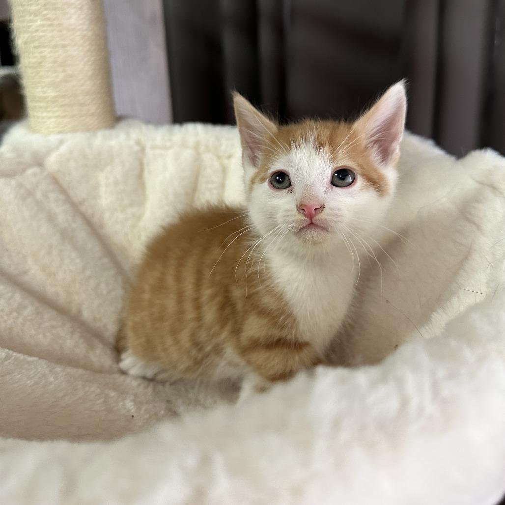 Snickerdoodle, Adoptable, Kitten Male Domestic Medium Hair.