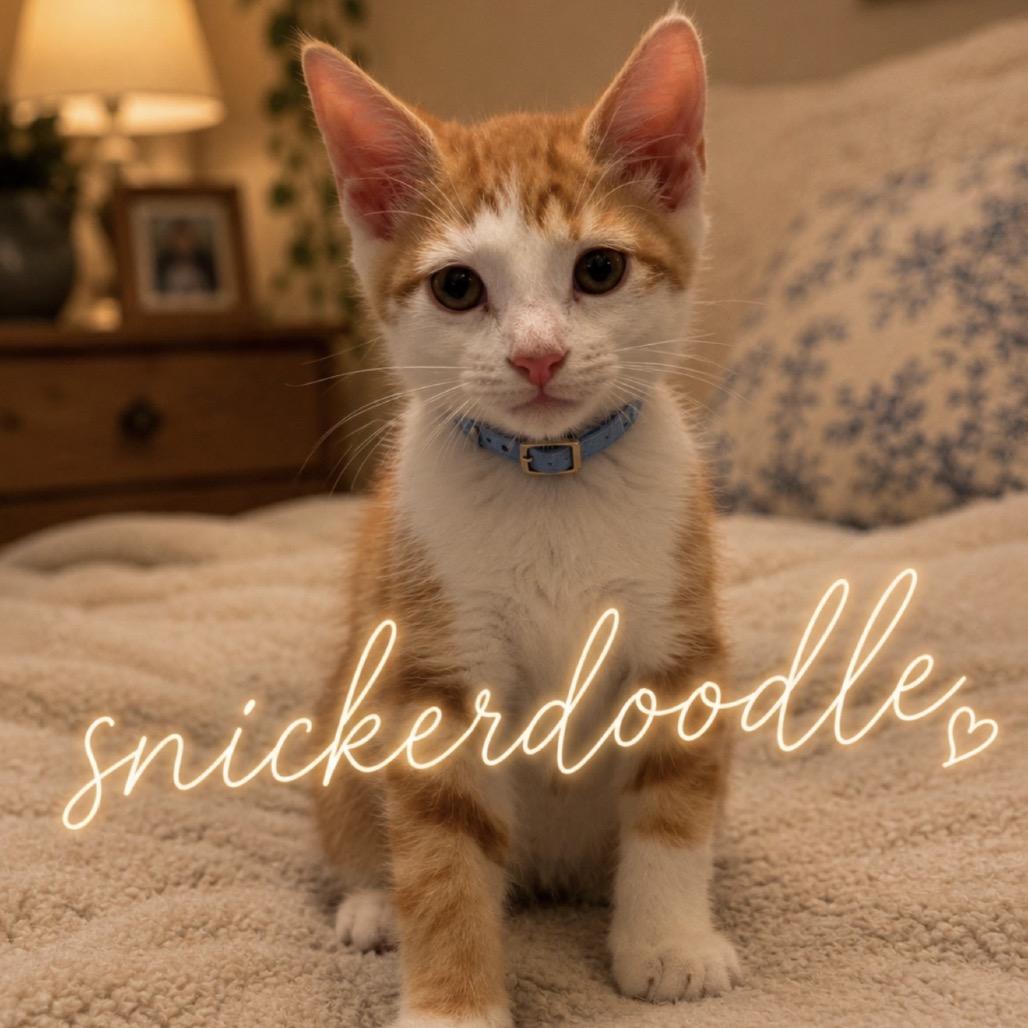 Enlarge Snickerdoodle, a Adoptable Domestic Medium Hair in Inman, SC image 2/2