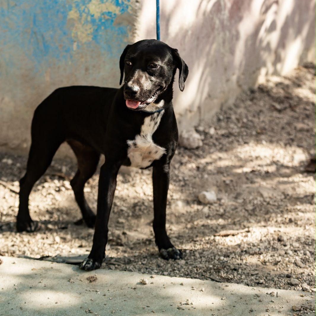 Bimba, a ADOPTABLE mixed breed in New York, NY image 5/6