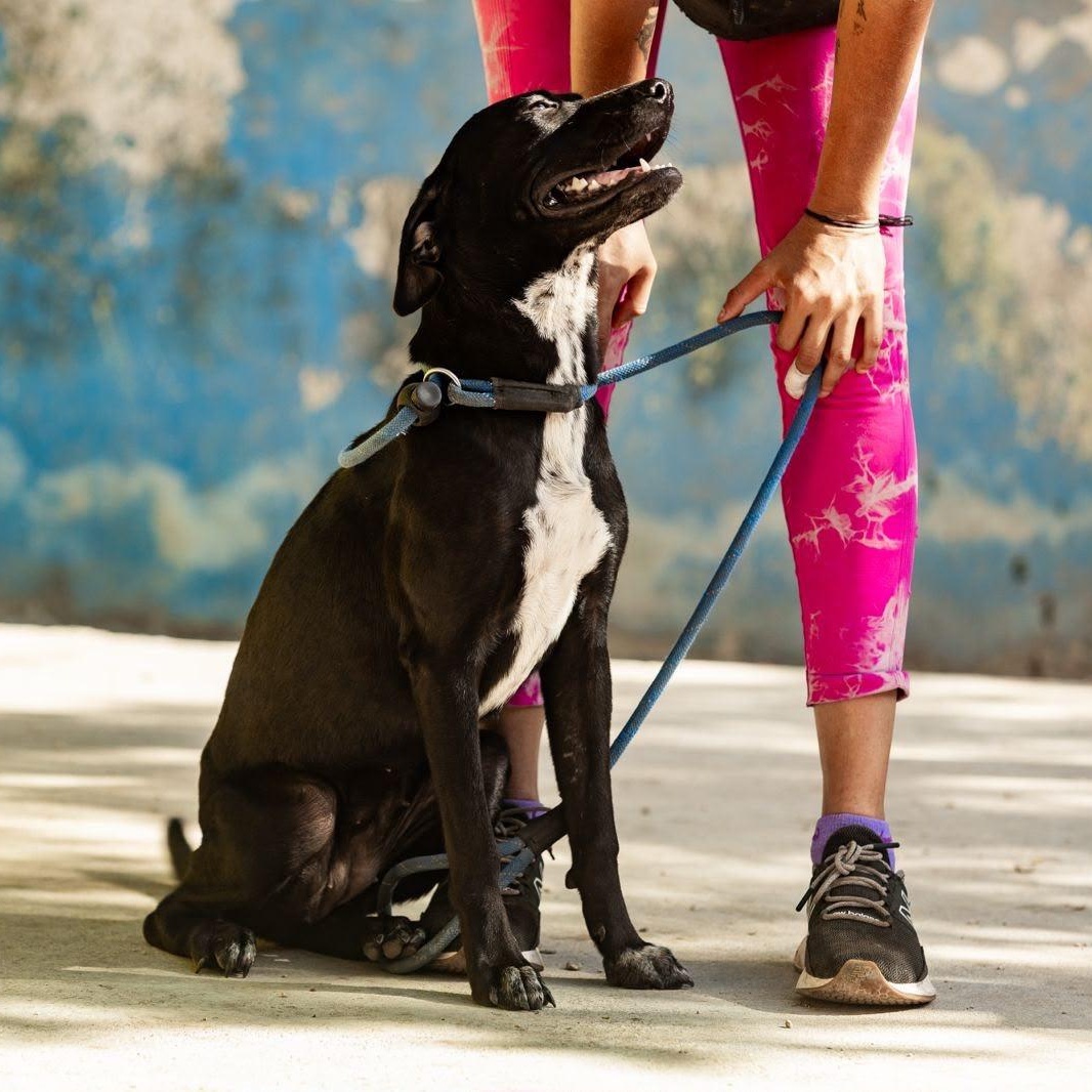 Bimba, a ADOPTABLE mixed breed in New York, NY image 6/6