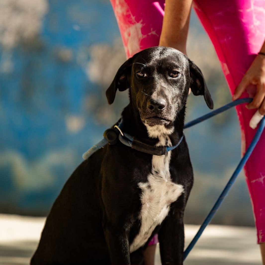 Bimba, a ADOPTABLE mixed breed in New York, NY image 4/6