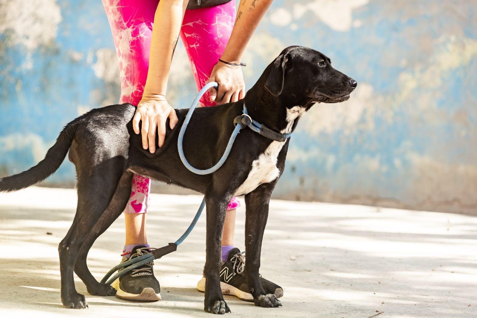 Bimba, a ADOPTABLE mixed breed in New York, NY image 2/6