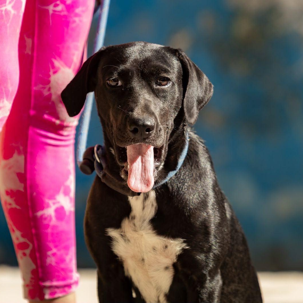 Bimba, ADOPTABLE, Young Female Labrador Retriever & English Pointer.