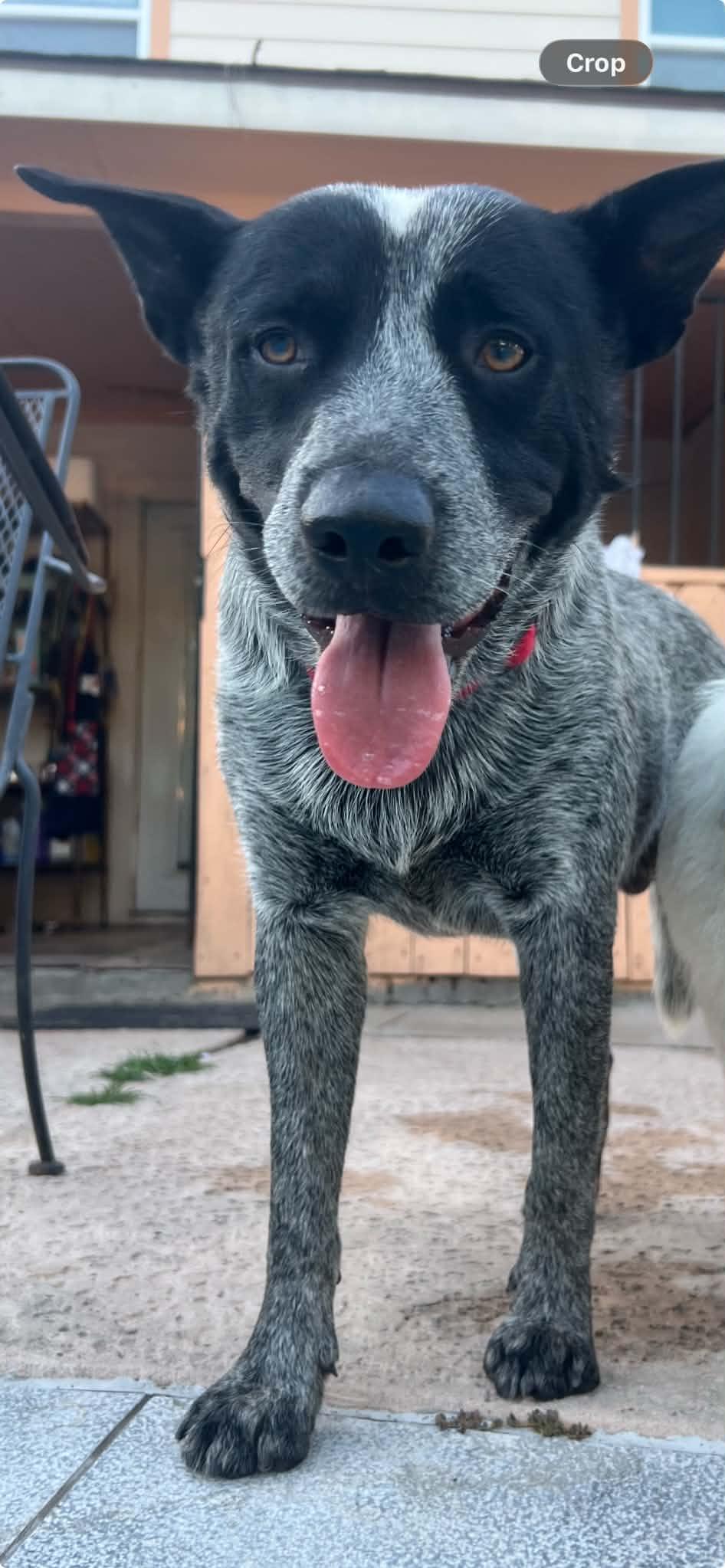 Enlarge River, a Adopted Australian Cattle Dog / Blue Heeler in Houston, TX image 3/6