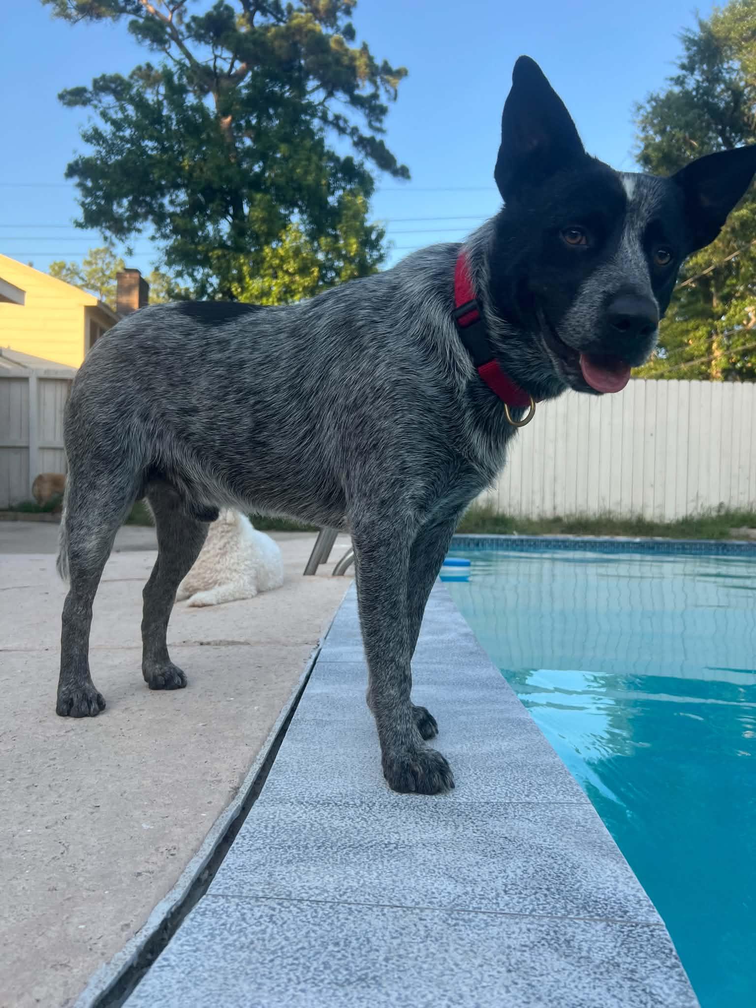 Enlarge River, a Adopted Australian Cattle Dog / Blue Heeler in Houston, TX image 1/6