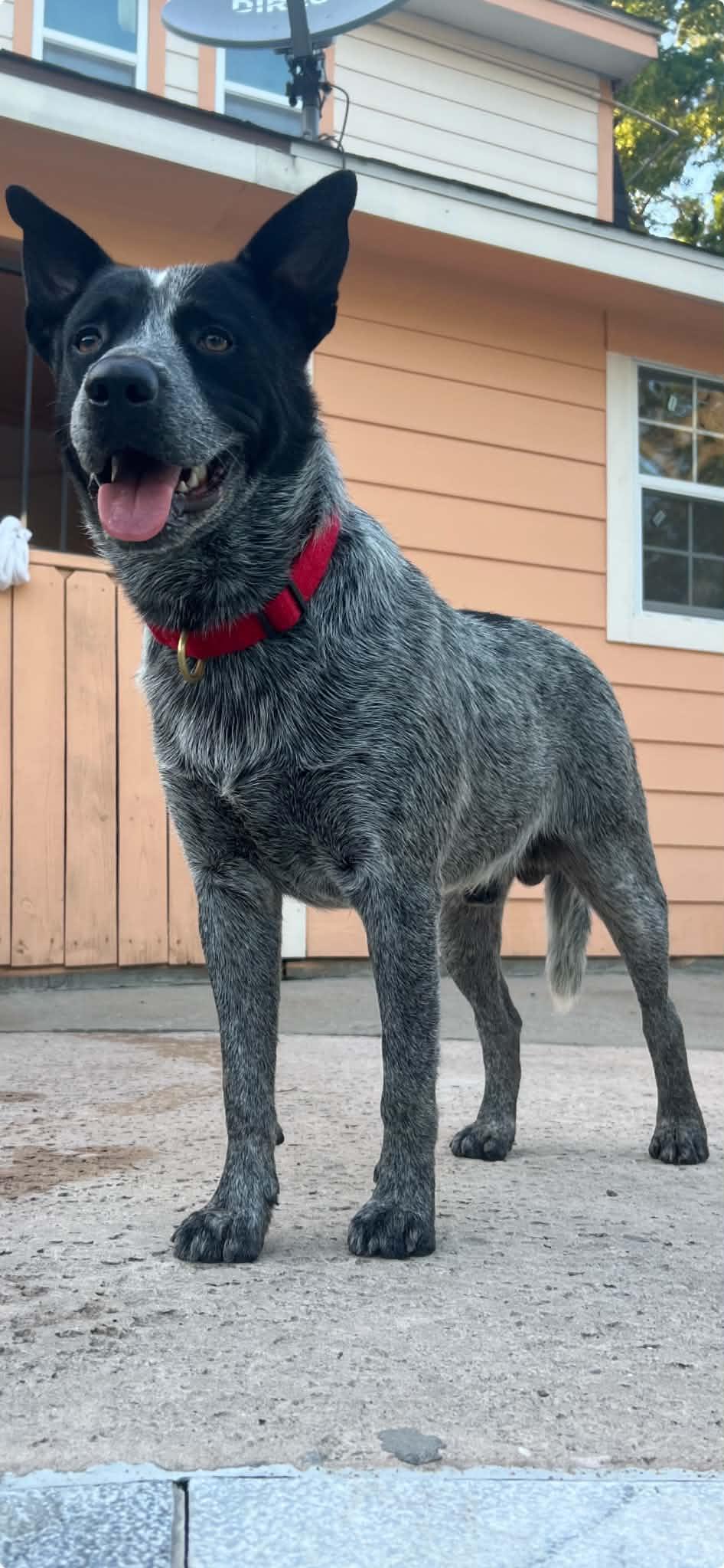 Enlarge River, a Adopted Australian Cattle Dog / Blue Heeler in Houston, TX image 2/6