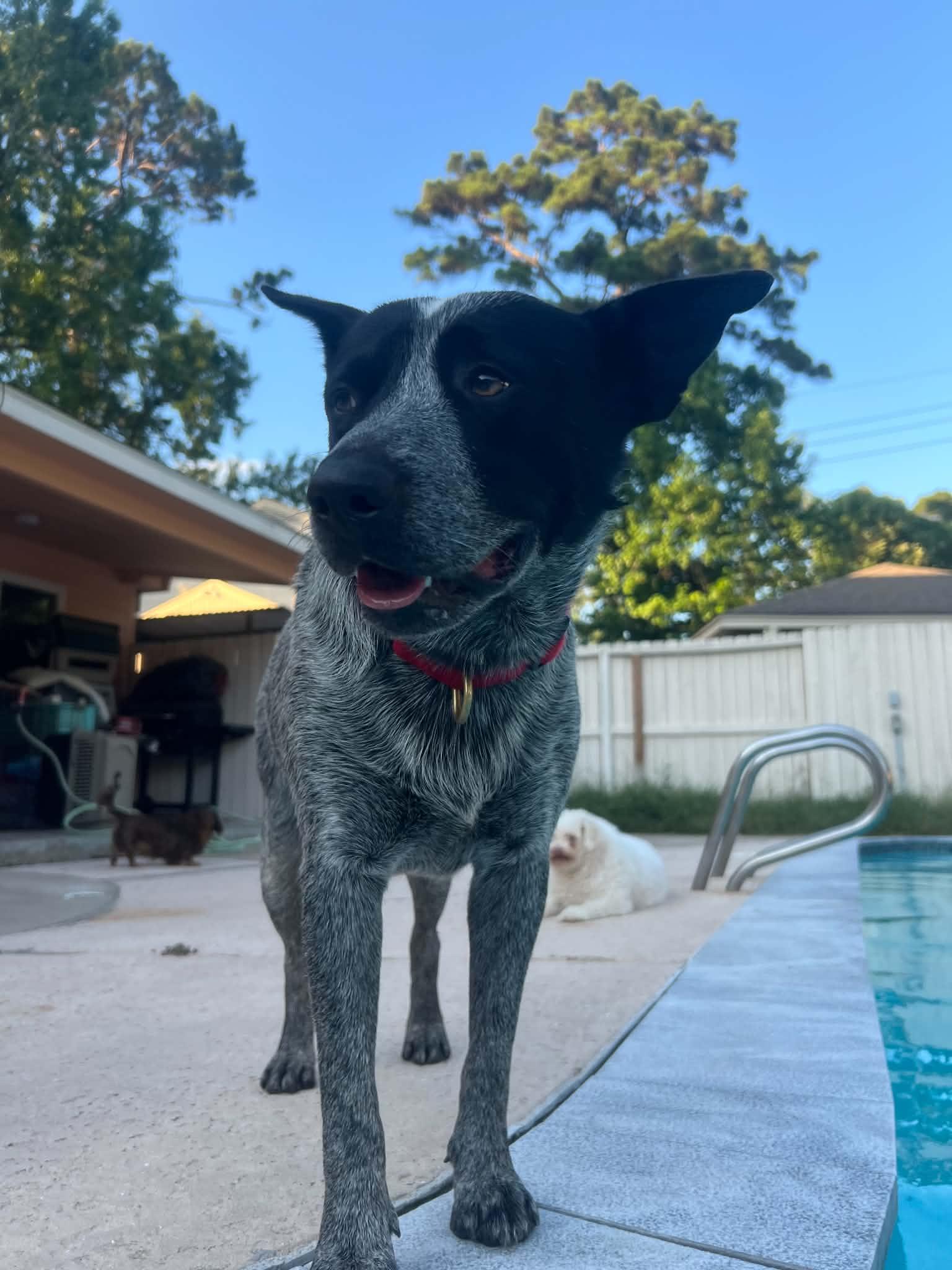 Enlarge River, a Adopted Australian Cattle Dog / Blue Heeler in Houston, TX image 4/6