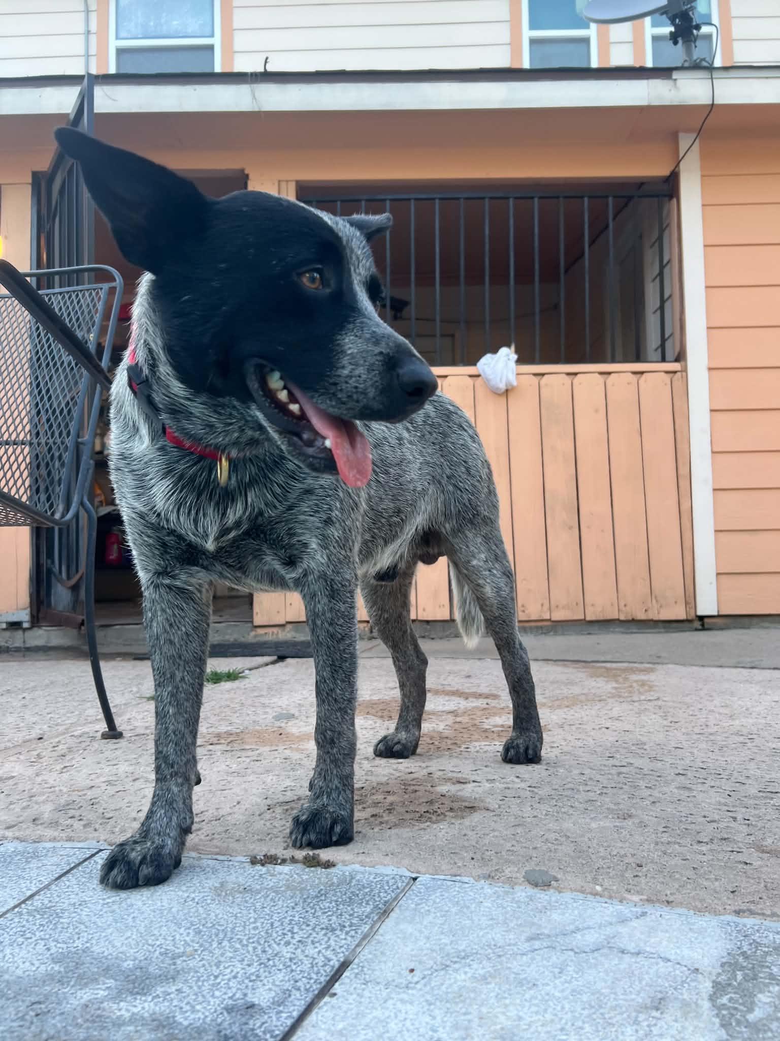 Enlarge River, a Adopted Australian Cattle Dog / Blue Heeler in Houston, TX image 6/6