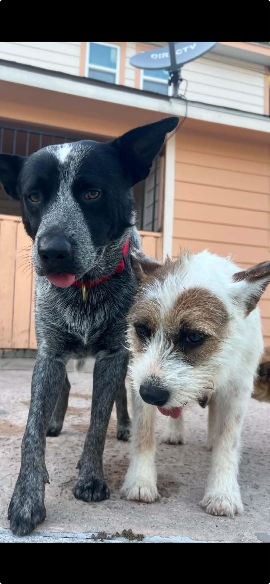 Enlarge River, a Adopted Australian Cattle Dog / Blue Heeler in Houston, TX image 5/6