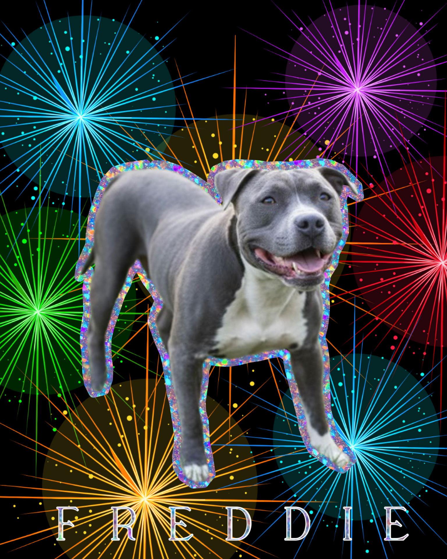 Freddie, Adoptable, Adult Male Pit Bull Terrier.