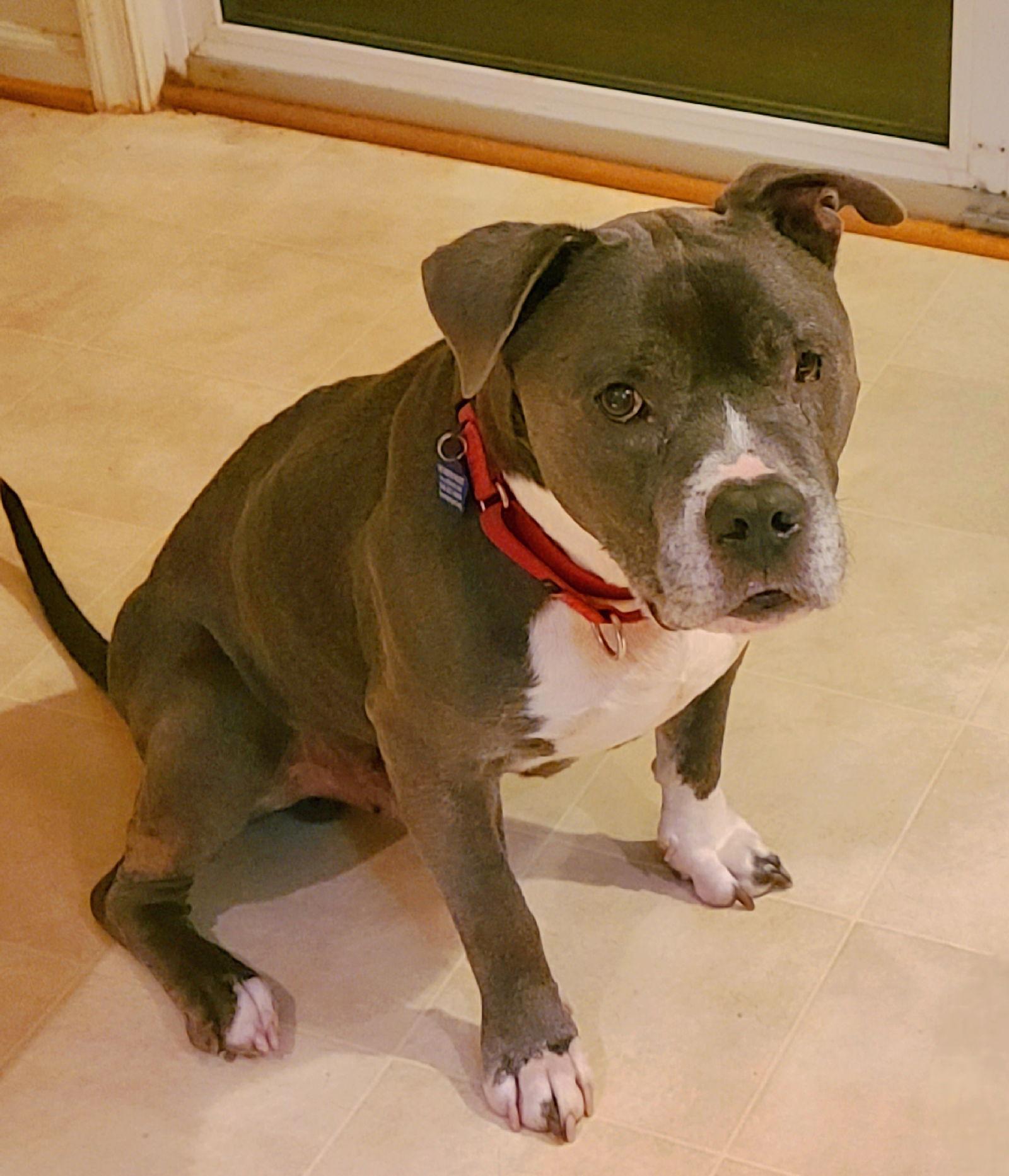 Freddie, a Adoptable Pit Bull Terrier in Spotsylvania, VA image 1/3