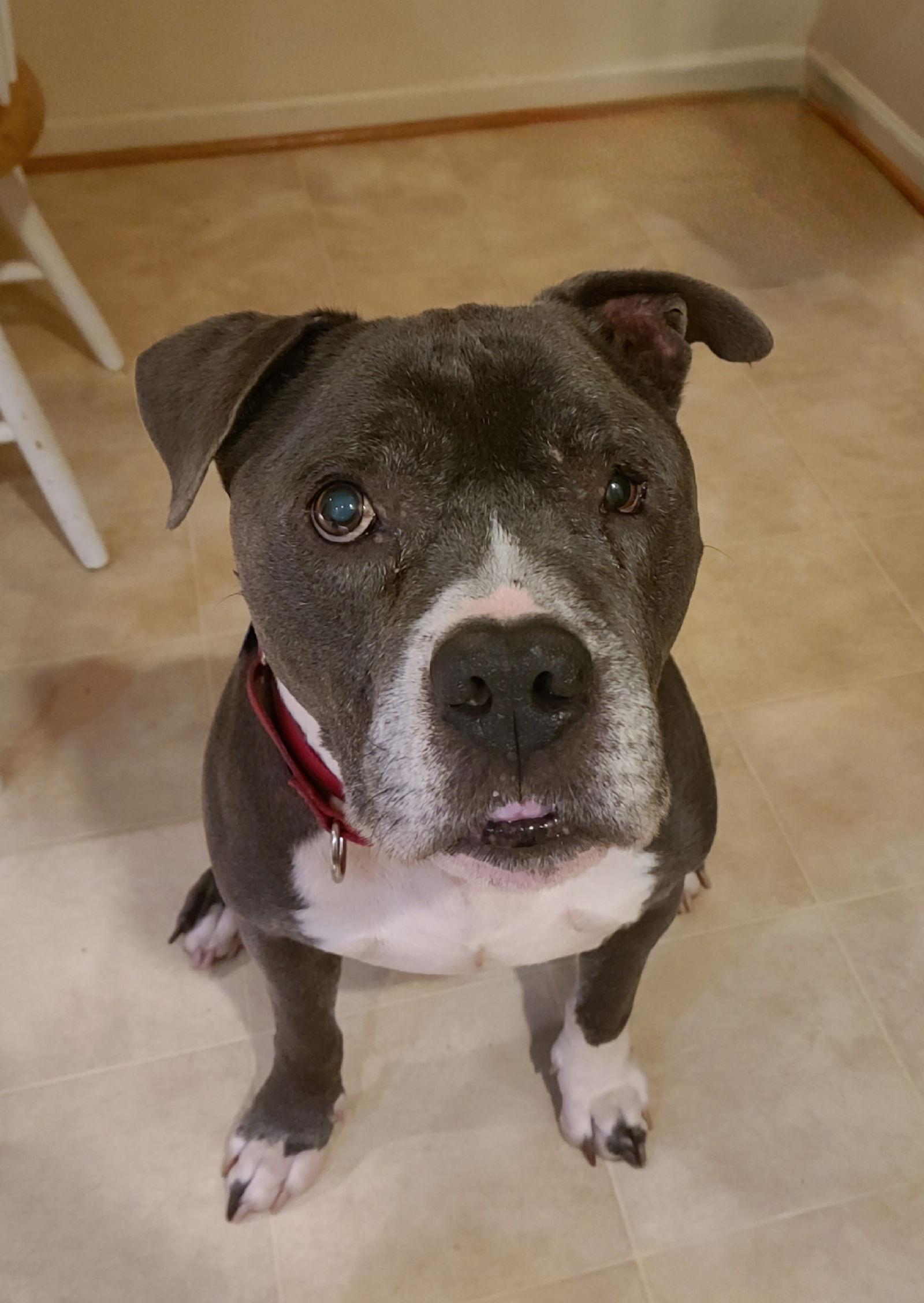 Freddie, a Adoptable Pit Bull Terrier in Spotsylvania, VA image 2/3