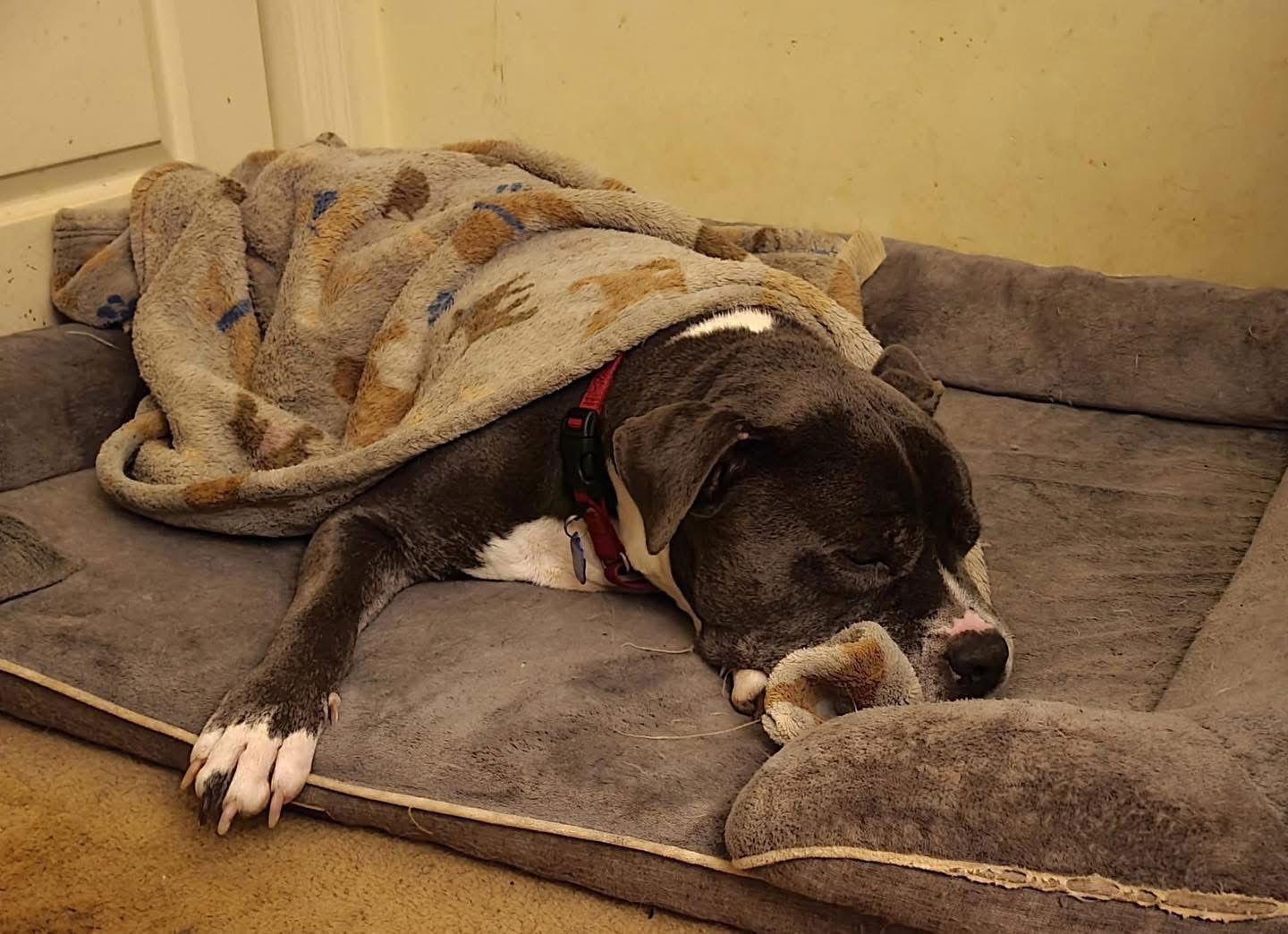 Freddie, a Adoptable Pit Bull Terrier in Spotsylvania, VA image 3/3