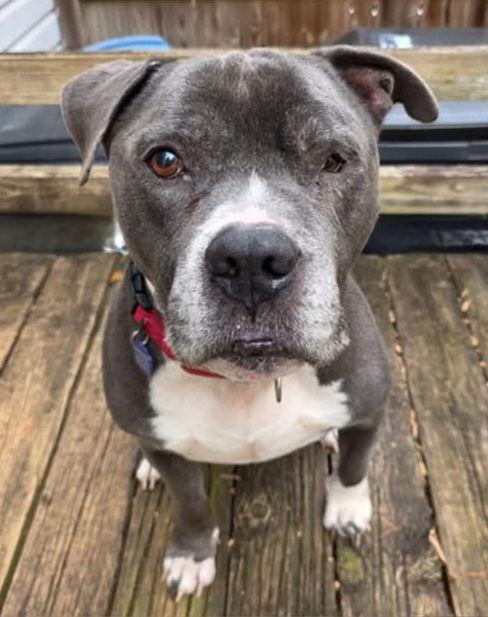 Freddie, a Adoptable Pit Bull Terrier in Spotsylvania, VA image 3/3