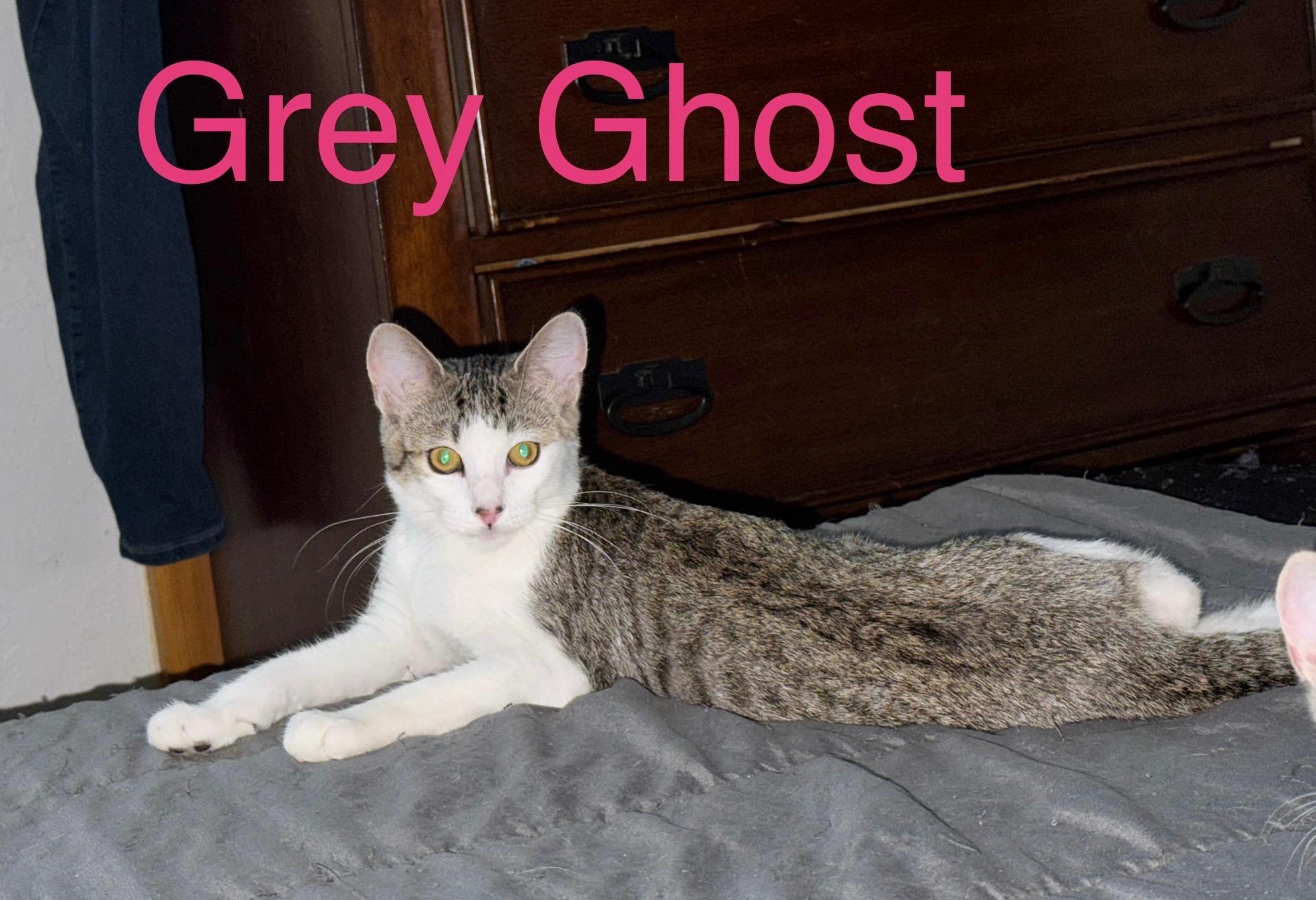 GREY GHOST, Adoptable, Kitten Female Tabby.
