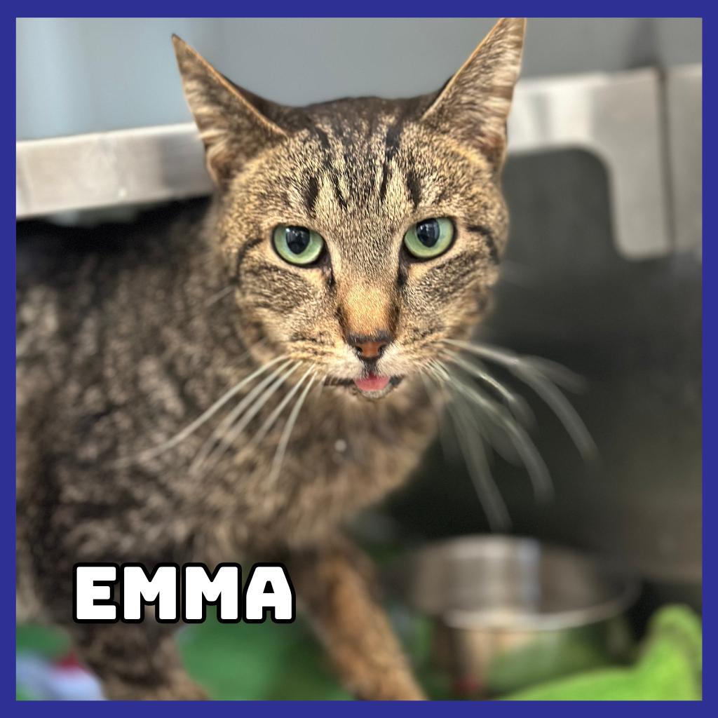 Emma, Adoptable, Adult Female Domestic Short Hair.